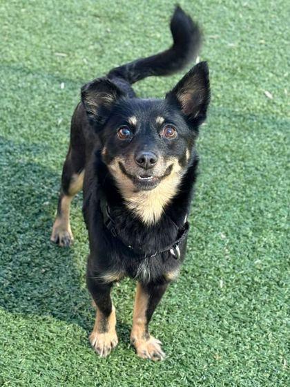 Little — thumbnail 3