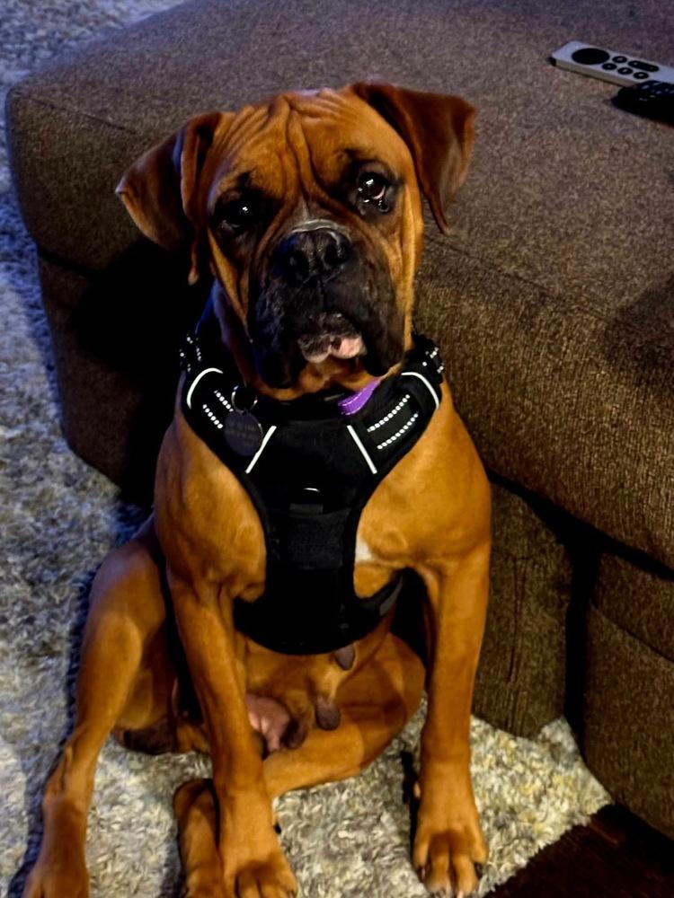 Bubbly, Adoptable, Young Female Boxer.