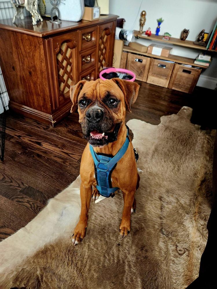 Enlarge Bubbly, a Adoptable Boxer in Denver, CO image 1/2