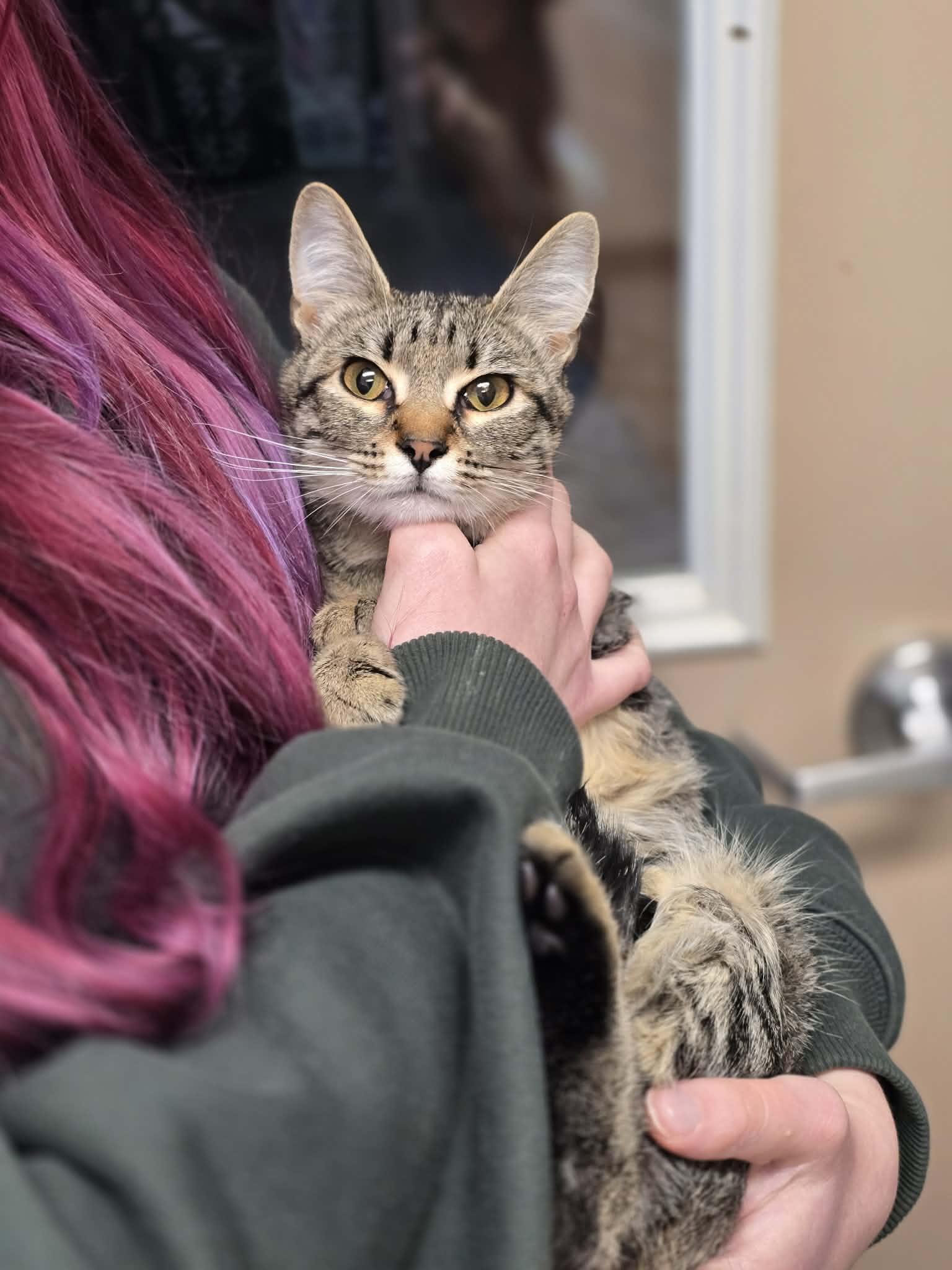 Enlarge Miffy, a ADOPTABLE Domestic Short Hair in Grants Pass, OR image 1/3