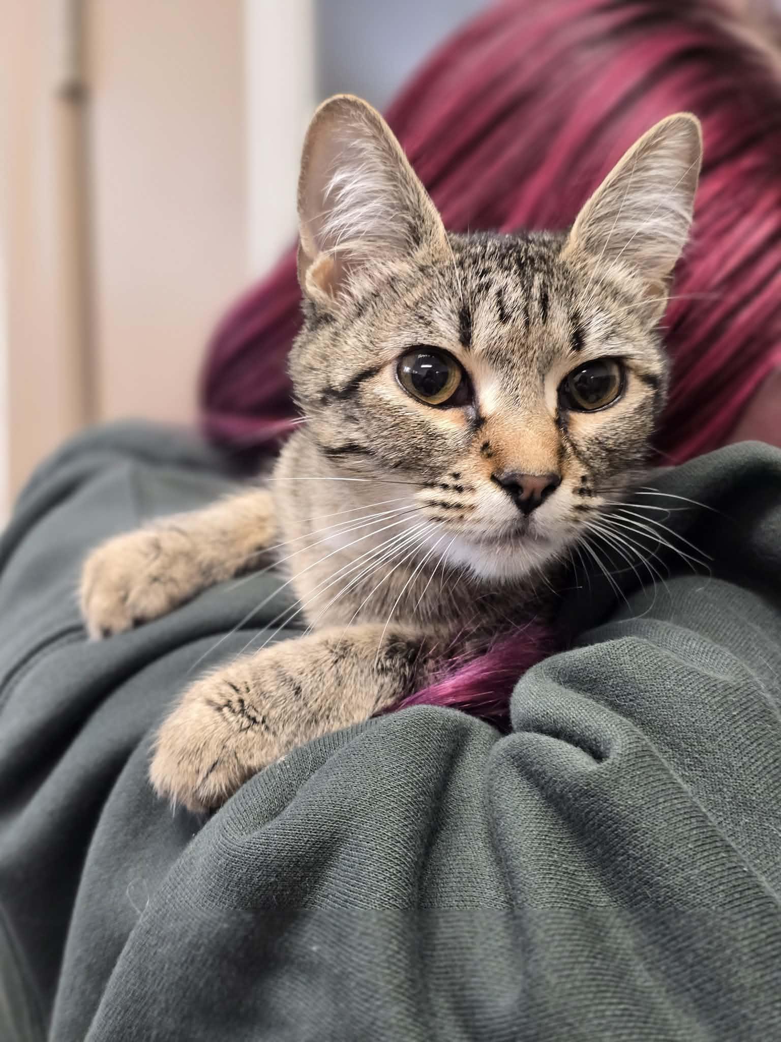 Enlarge Miffy, a ADOPTABLE Domestic Short Hair in Grants Pass, OR image 2/3