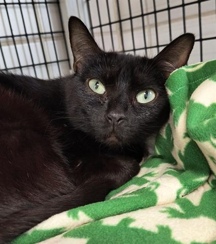 PEARL, Adoptable, Young Female Domestic Short Hair.