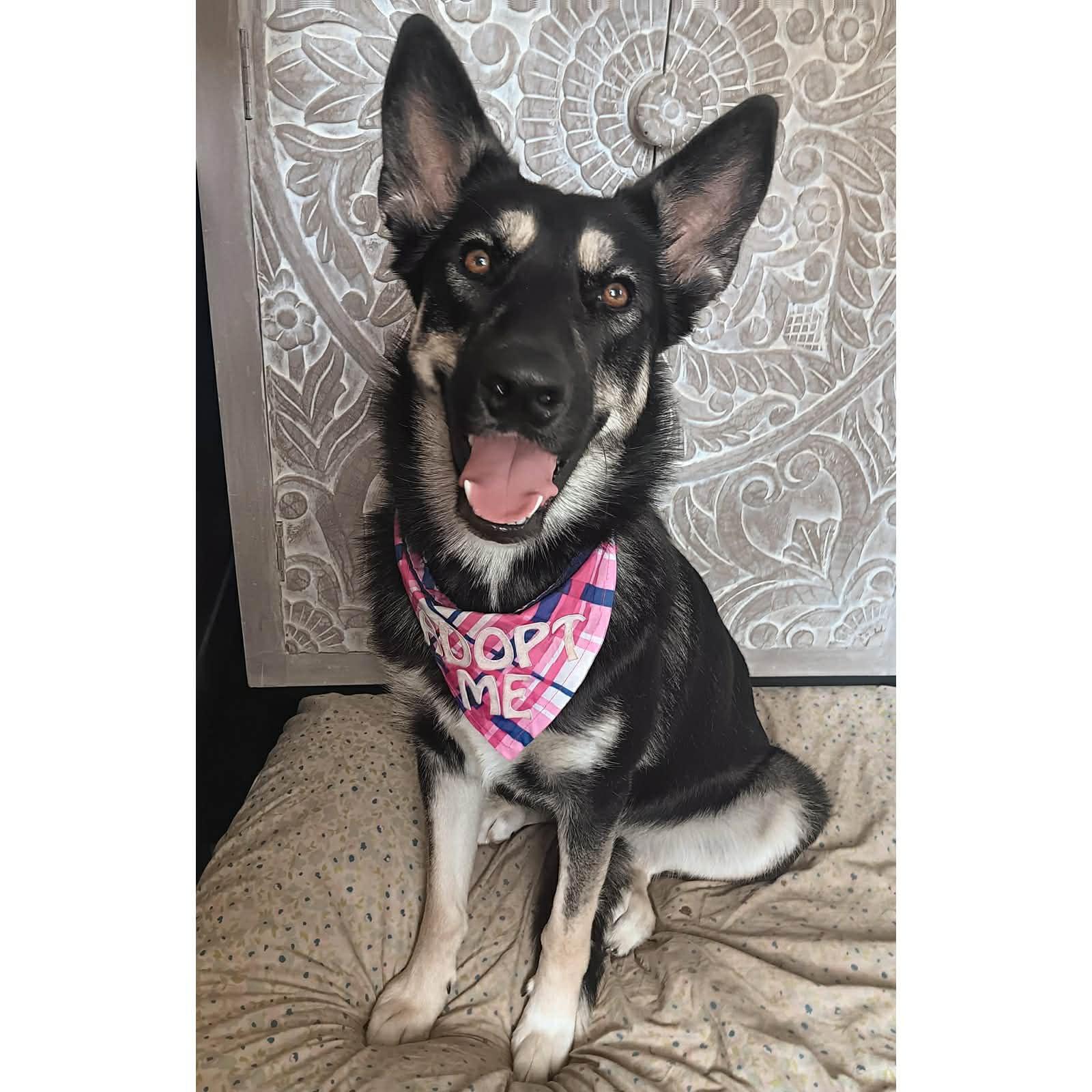Gnocchi, Adoptable, Young Female German Shepherd Dog & Husky.