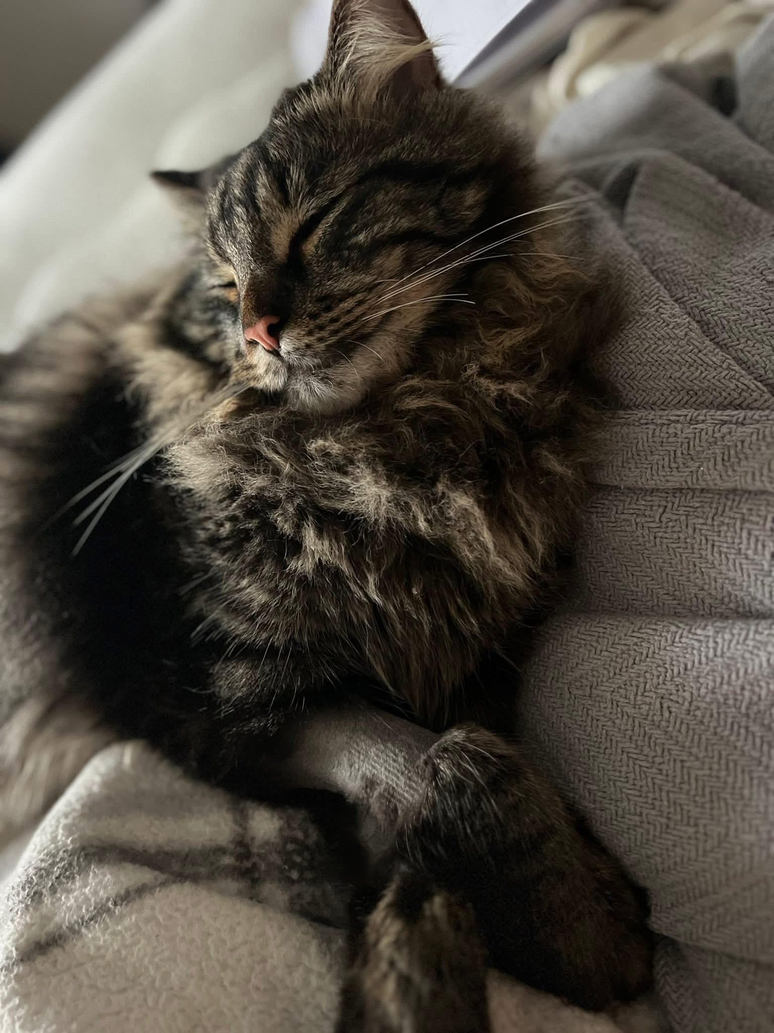 Pepper, ADOPTABLE, Adult Male Tabby & Domestic Long Hair.