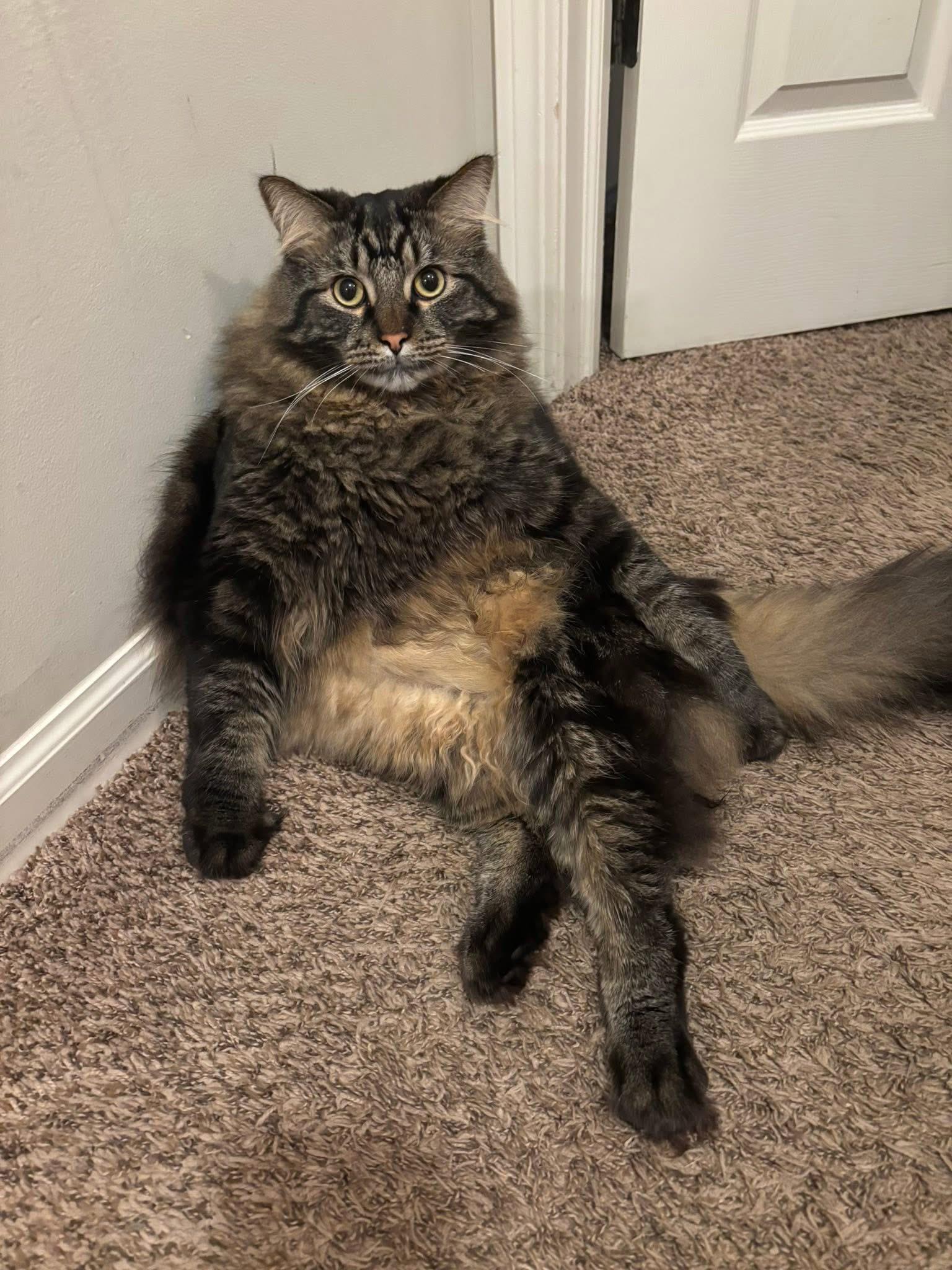 Enlarge Pepper, a ADOPTABLE mixed breed in Orland Park, IL image 2/3