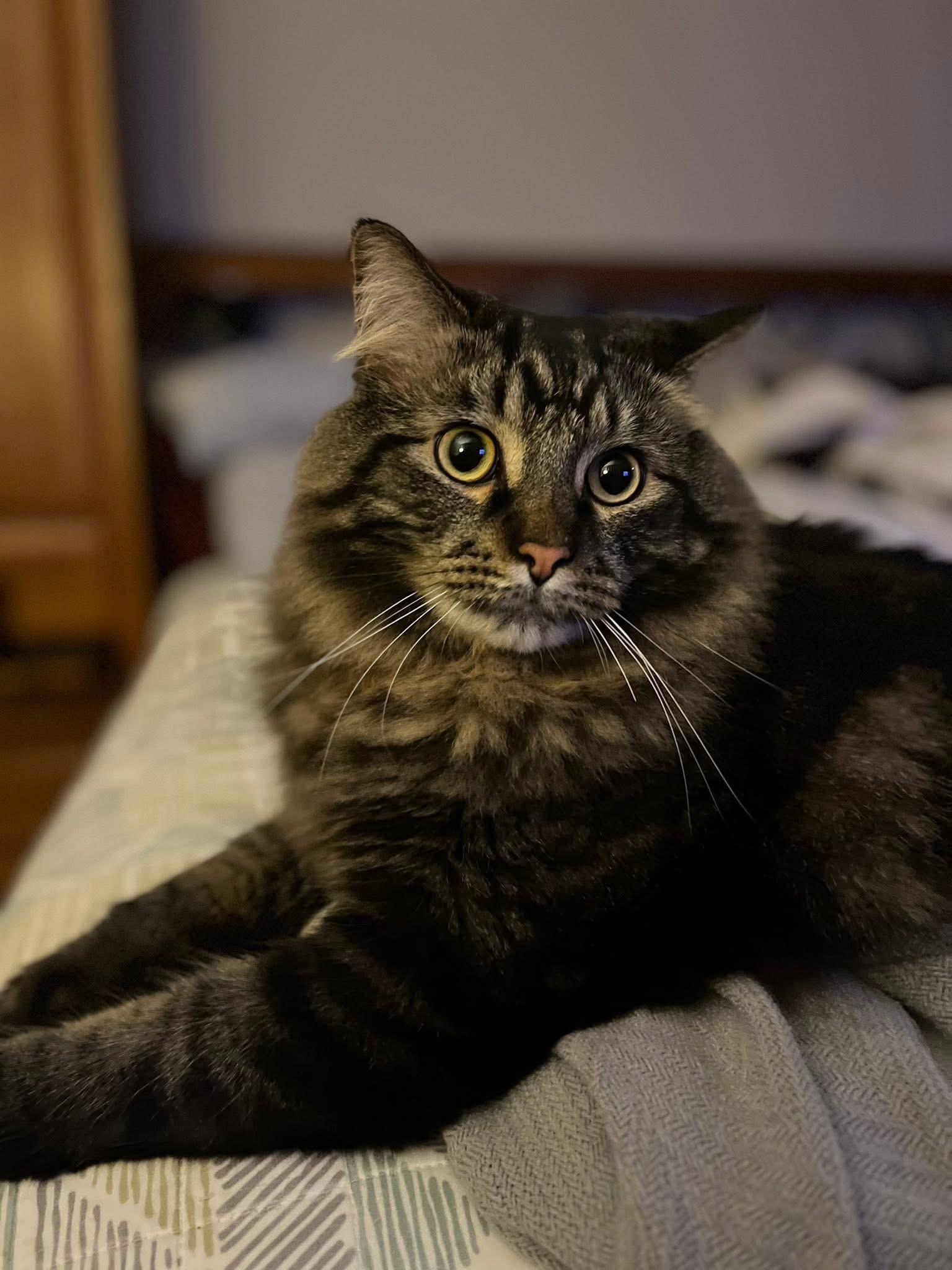 Enlarge Pepper, a ADOPTABLE mixed breed in Orland Park, IL image 3/3