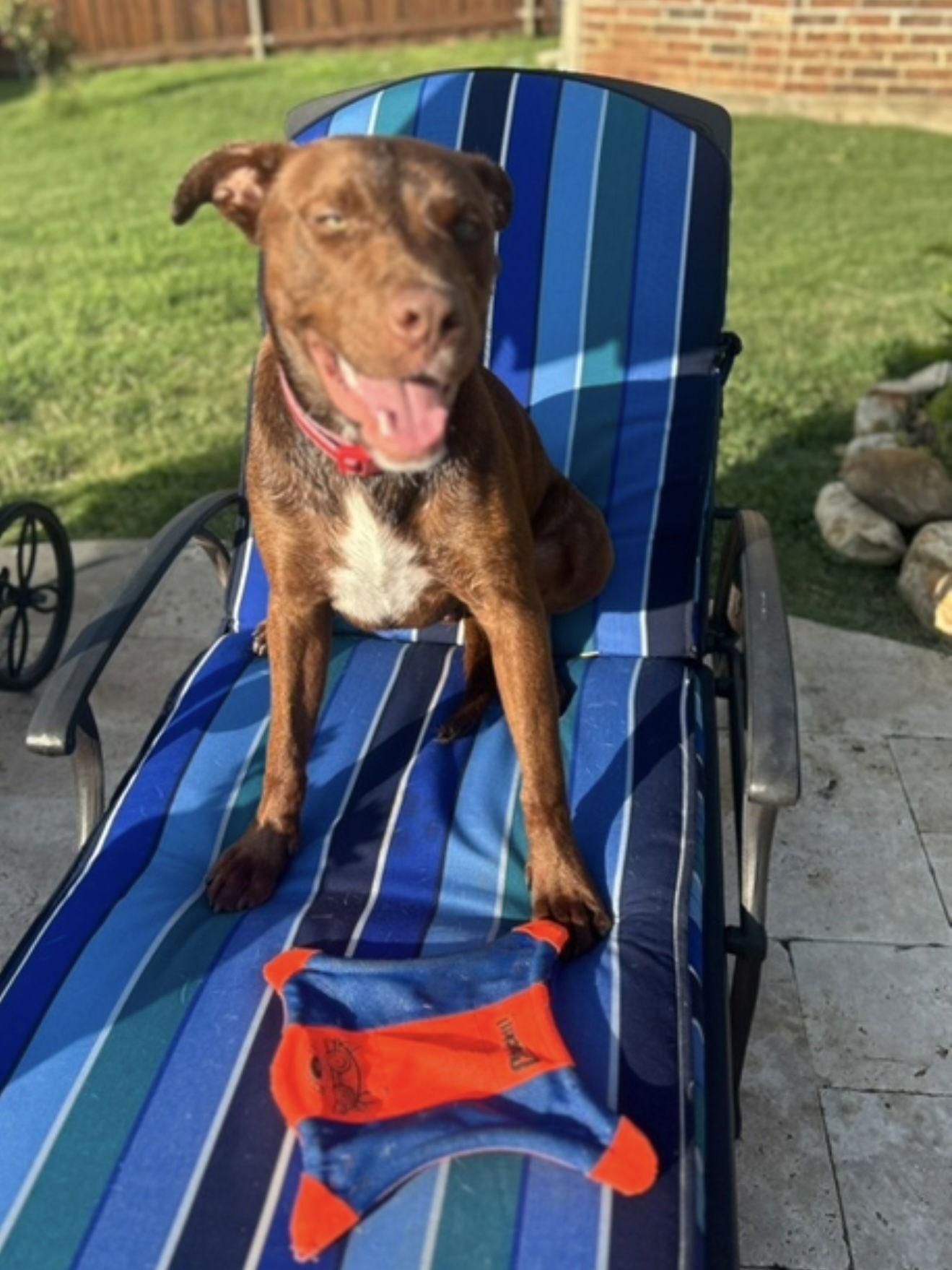 Enlarge Lyle, a Adopted mixed breed in Euless, TX image 1/3