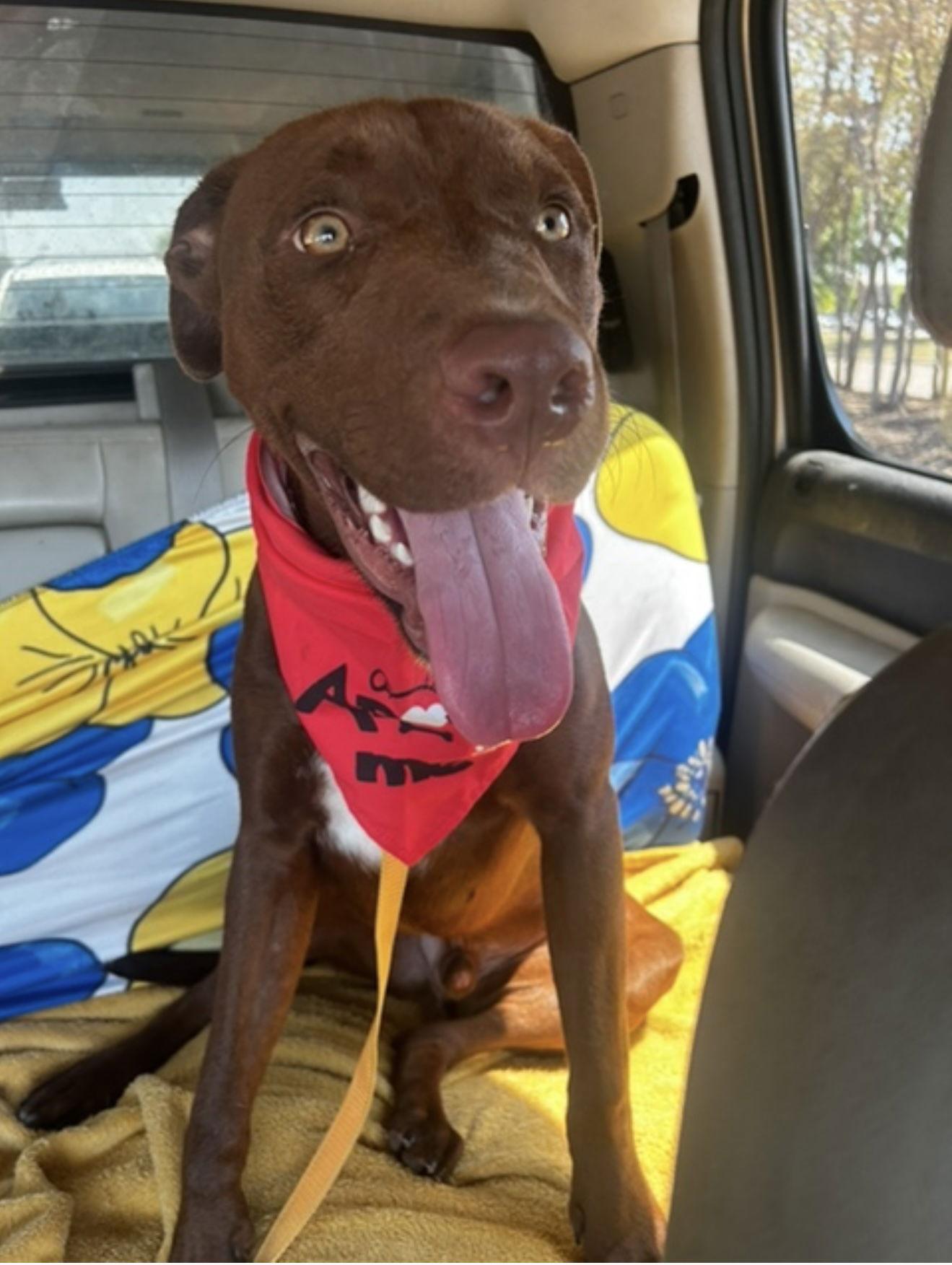 Enlarge Lyle, a Adopted mixed breed in Euless, TX image 2/3