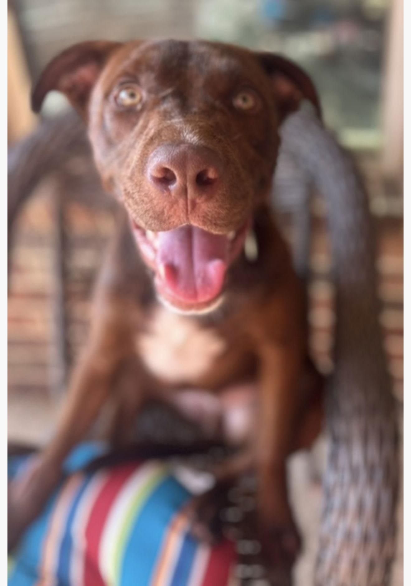 Enlarge Lyle, a Adopted mixed breed in Euless, TX image 3/3