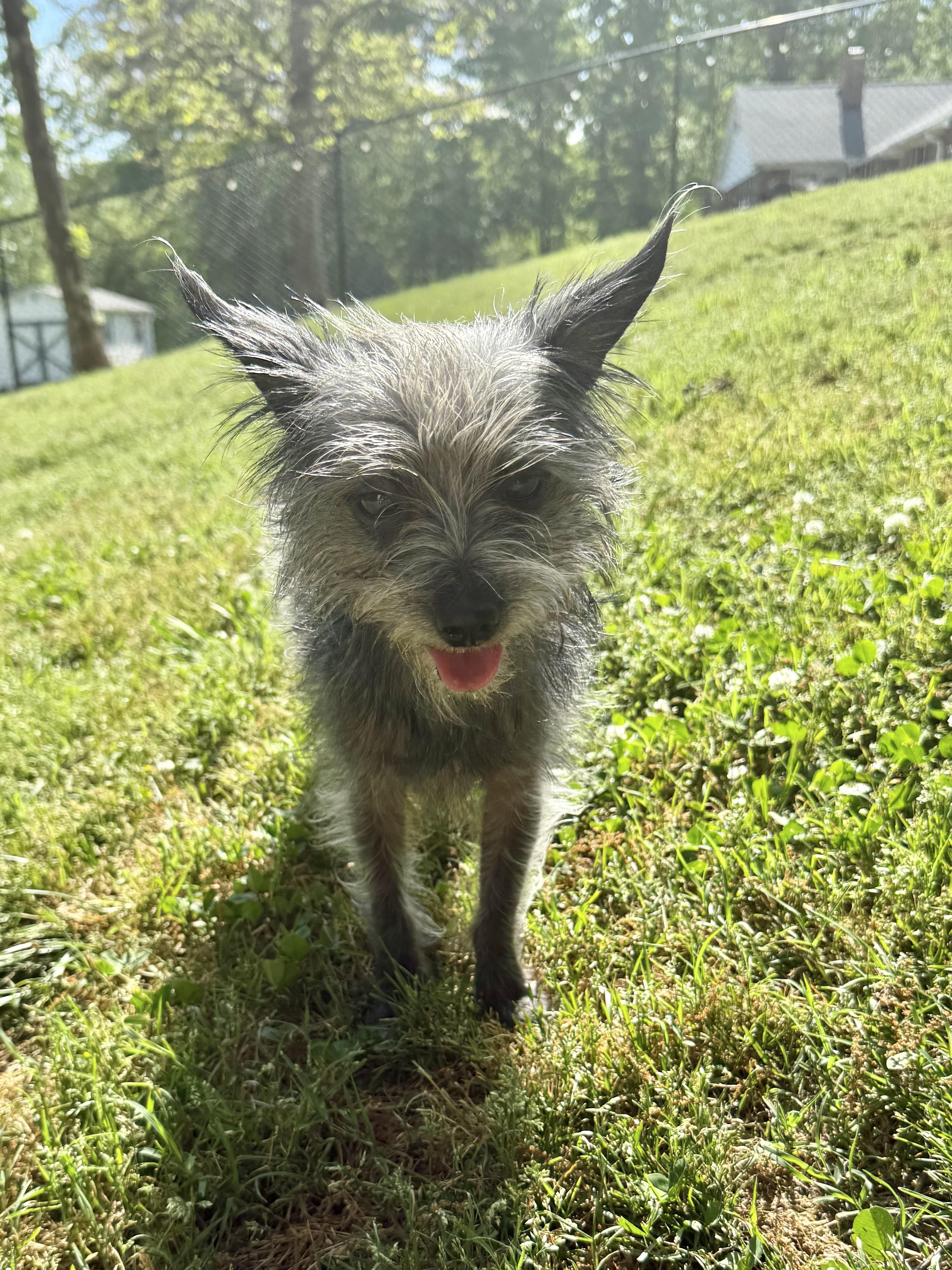 Enlarge Zinnie, a Adopted mixed breed in Spartanburg, SC image 1/5