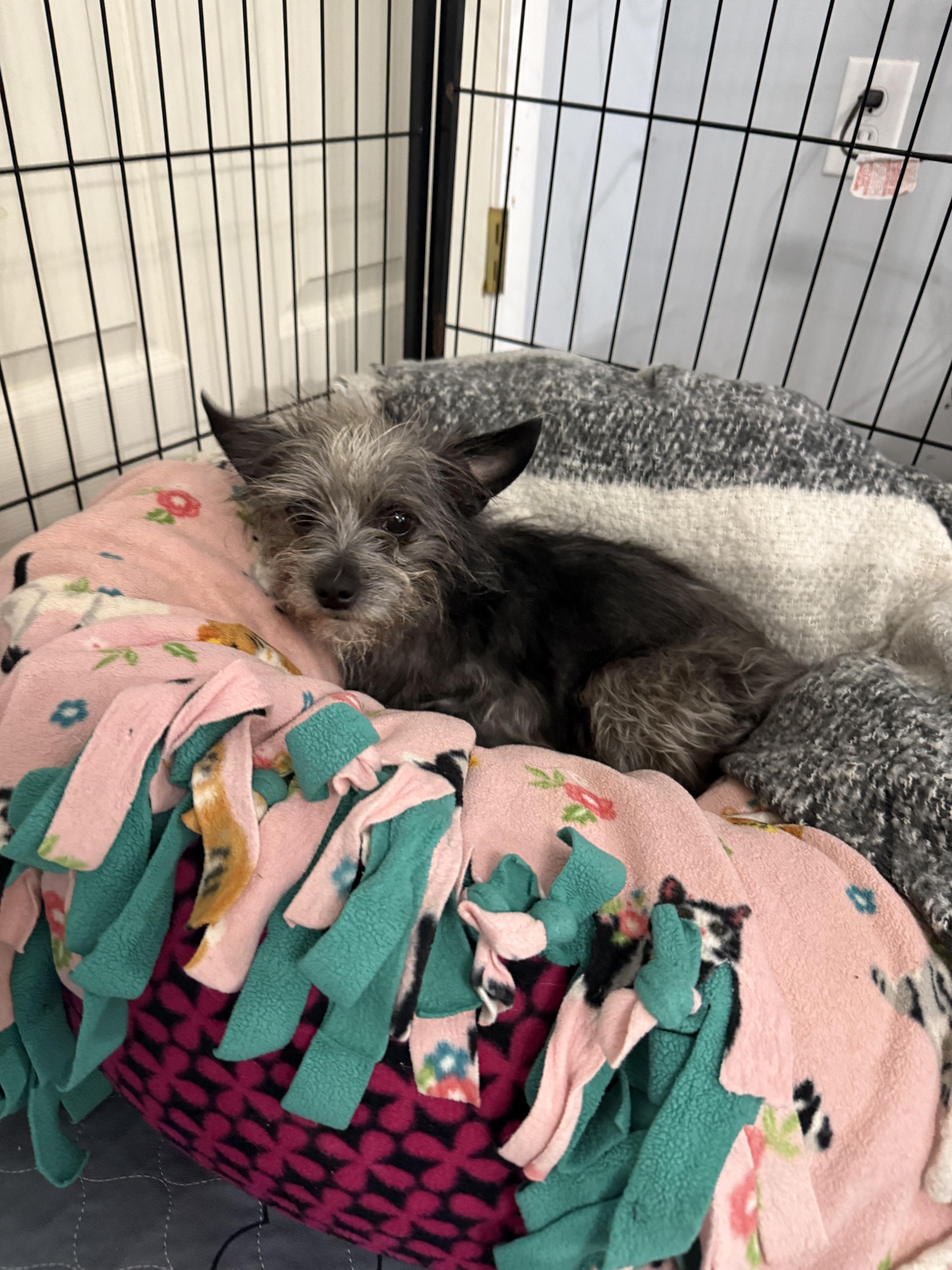 Enlarge Zinnie, a Adopted mixed breed in Spartanburg, SC image 2/5