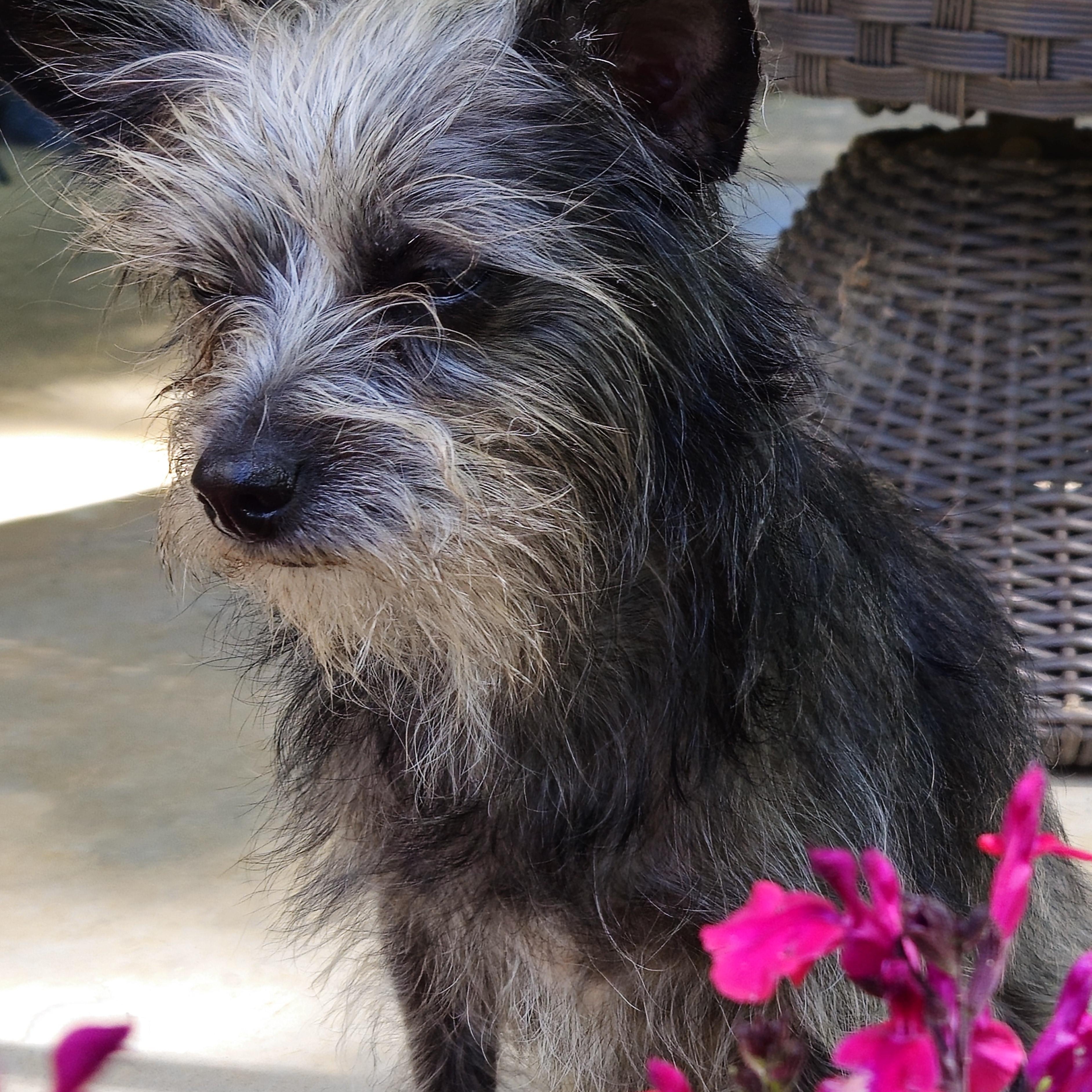 Enlarge Zinnie, a Adopted mixed breed in Spartanburg, SC image 3/5