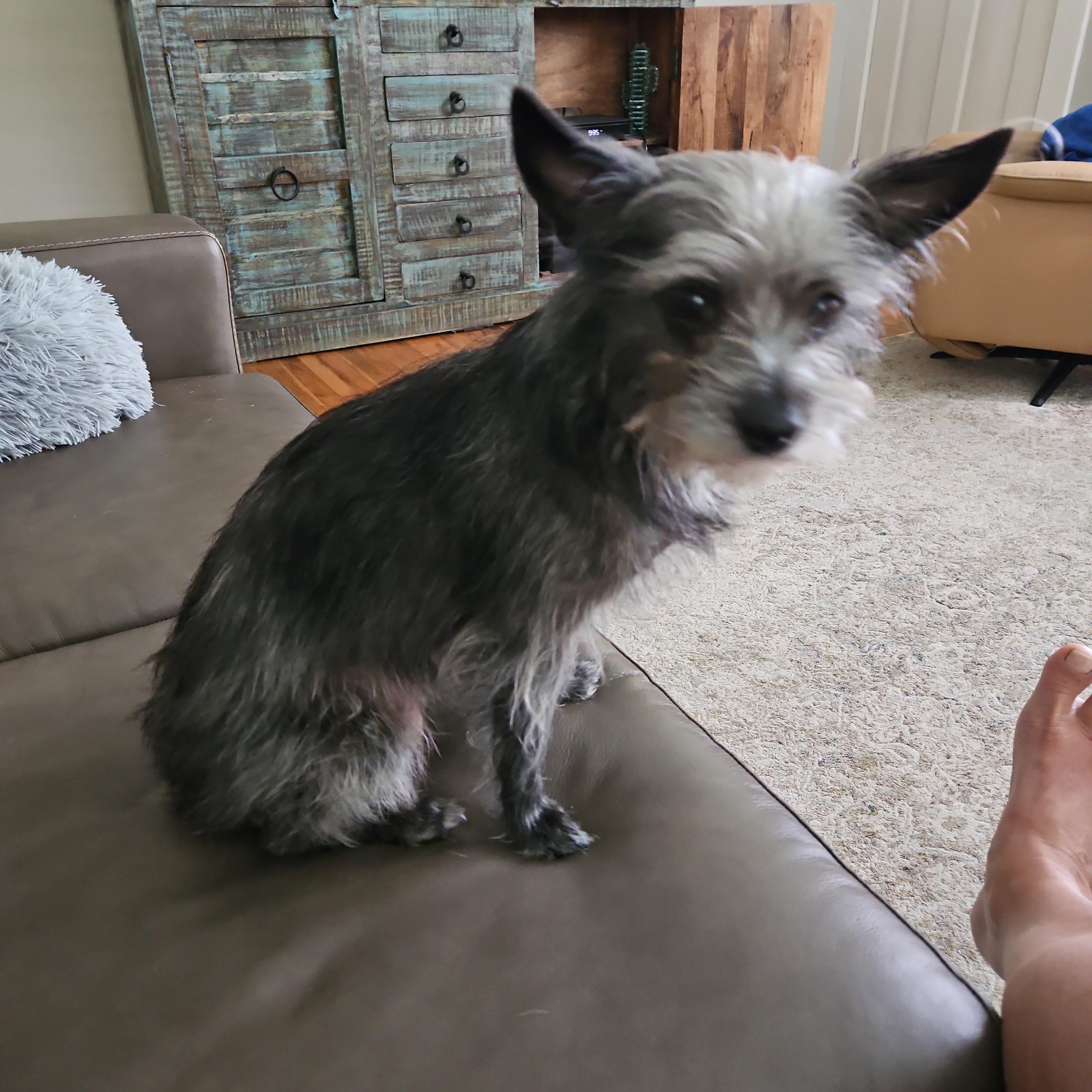 Enlarge Zinnie, a Adopted mixed breed in Spartanburg, SC image 4/5