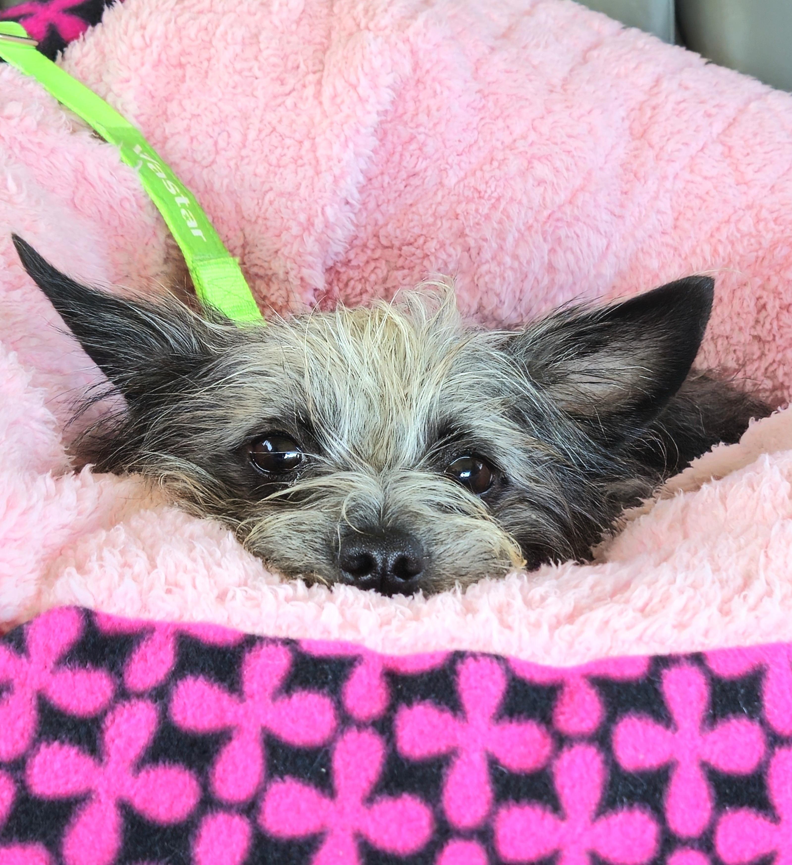 Enlarge Zinnie, a Adopted mixed breed in Spartanburg, SC image 5/5