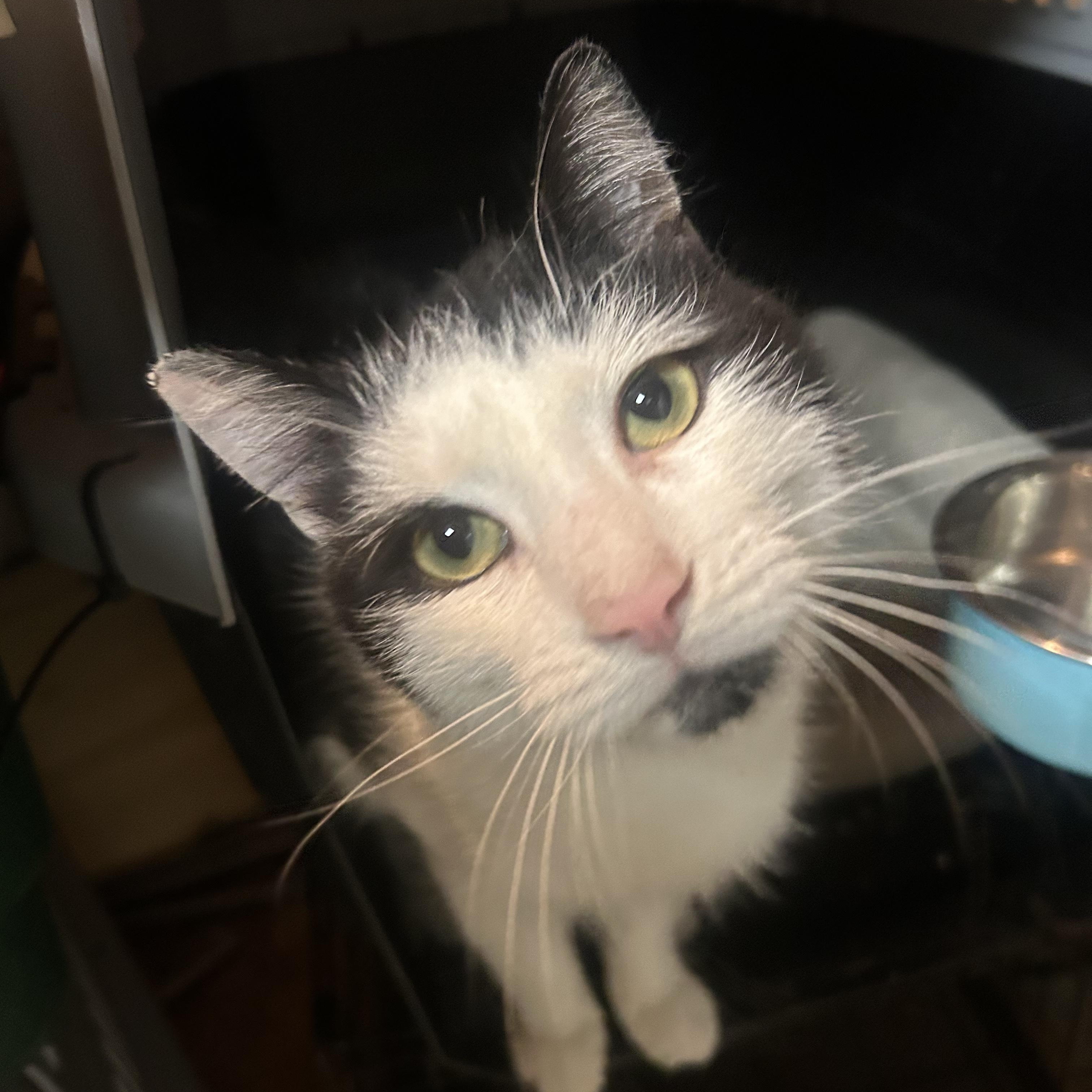Enlarge Bear--the Greatest Cat Ever, a Adoptable Tuxedo in Kinnelon, NJ image 1/4