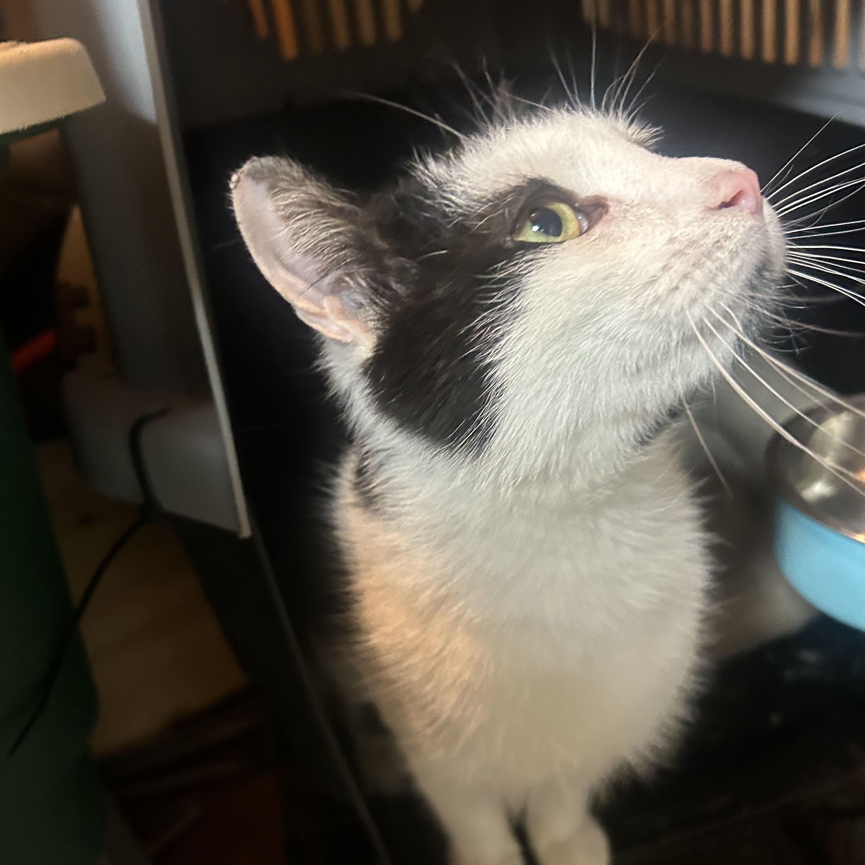Enlarge Bear--the Greatest Cat Ever, a Adoptable Tuxedo in Kinnelon, NJ image 2/4