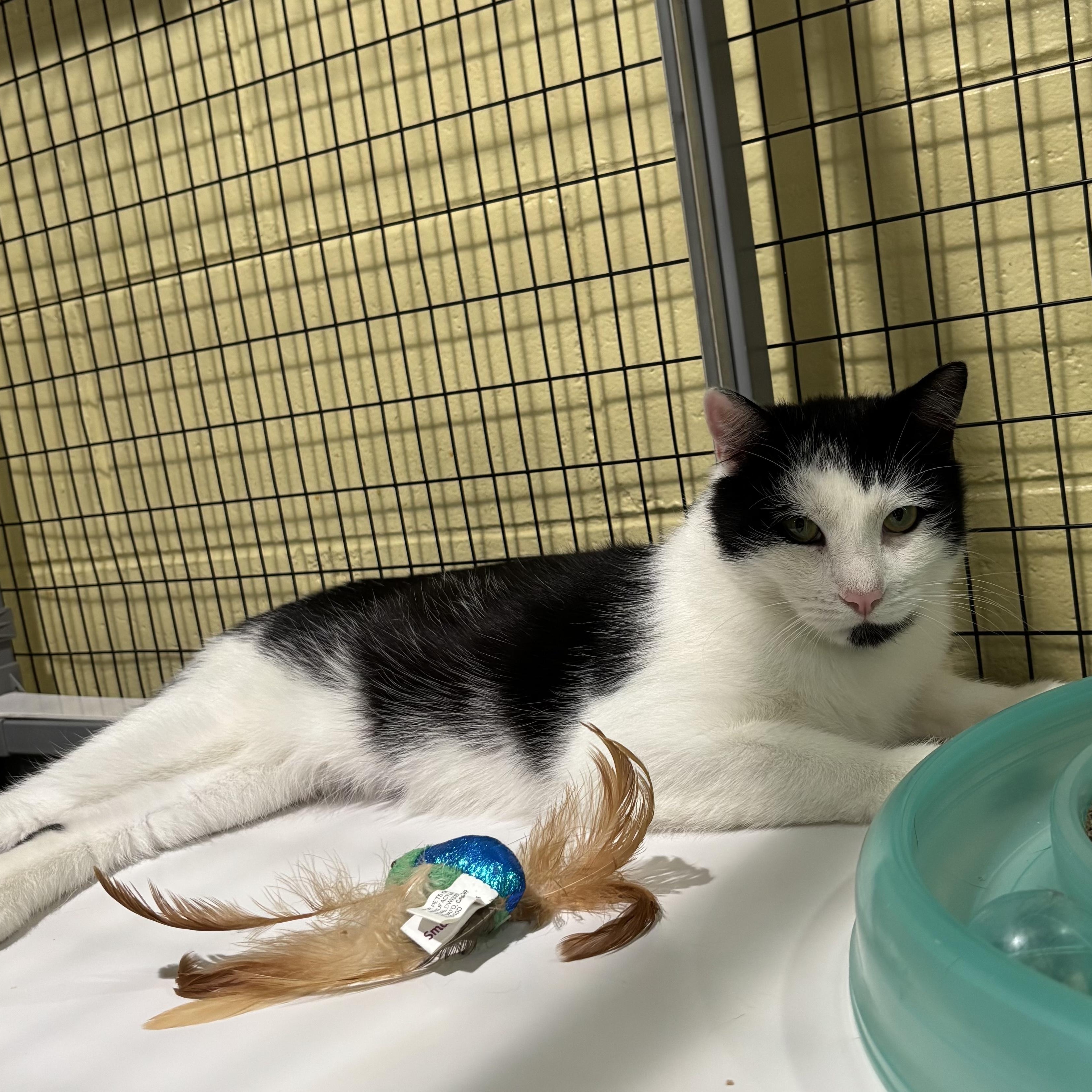 Enlarge Bear--the Greatest Cat Ever, a Adoptable Tuxedo in Kinnelon, NJ image 4/4