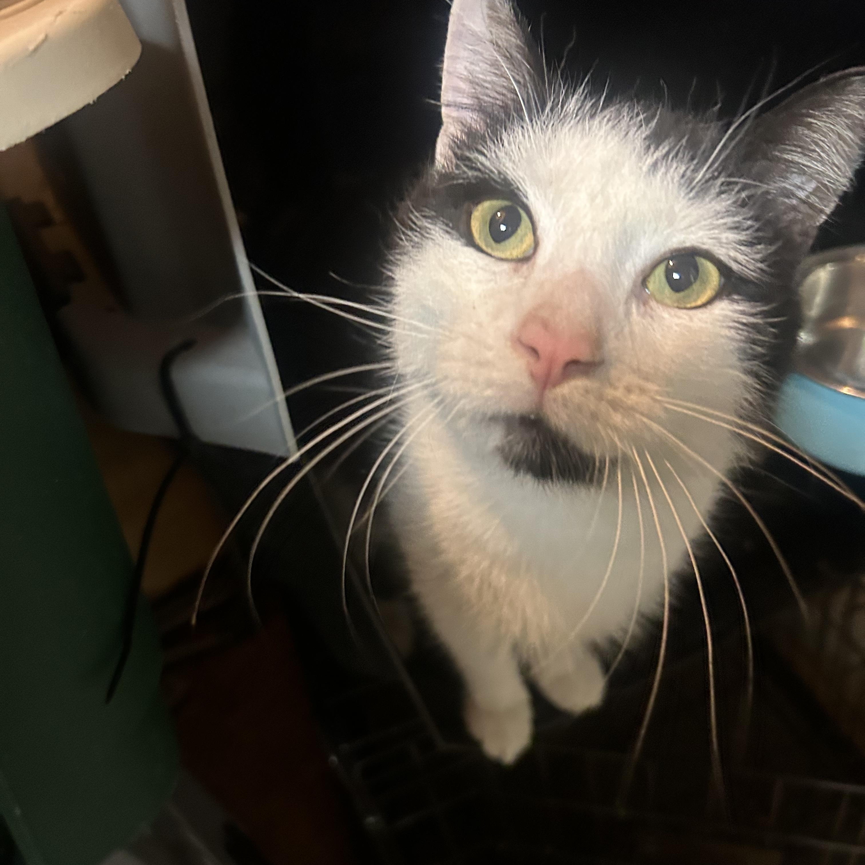 Enlarge Bear--the Greatest Cat Ever, a Adoptable Tuxedo in Kinnelon, NJ image 3/4