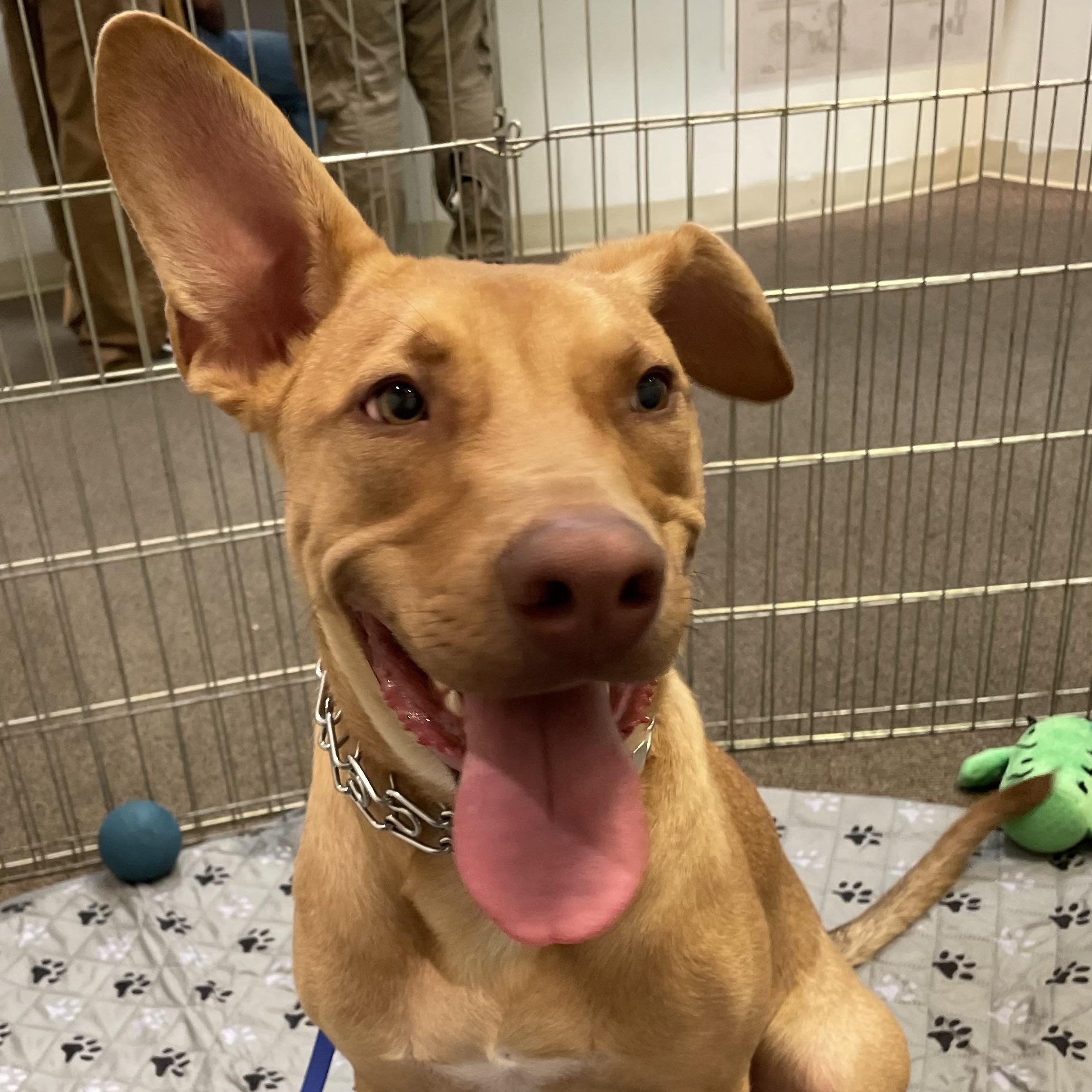 Enlarge CASH, a Adoptable mixed breed in Tracy, CA image 6/6