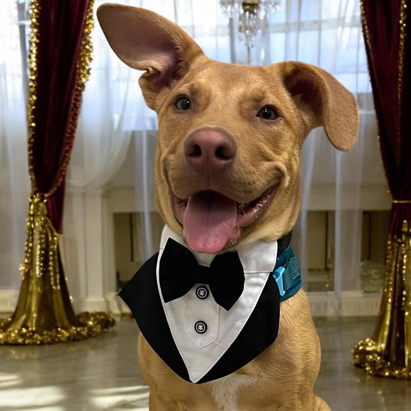 Enlarge CASH, a Adoptable mixed breed in Tracy, CA image 4/6