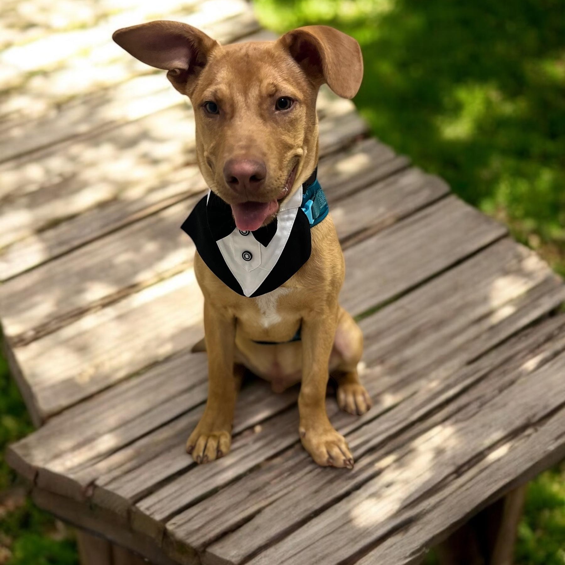 Enlarge CASH, a Adoptable mixed breed in Tracy, CA image 3/6