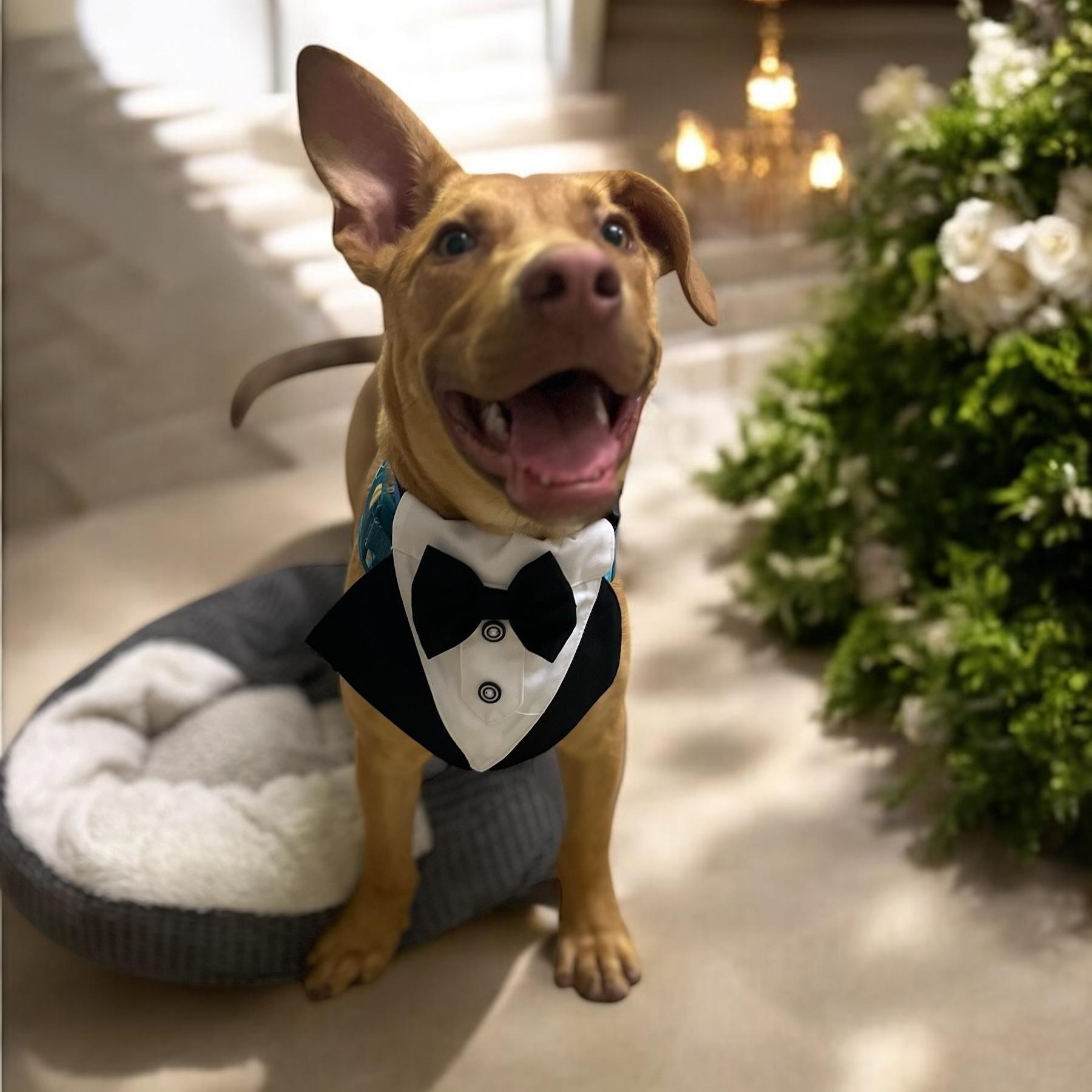 Enlarge CASH, a Adoptable mixed breed in Tracy, CA image 5/6