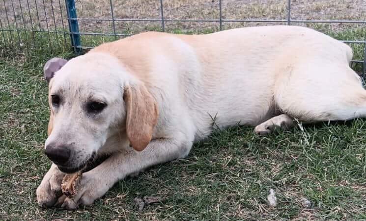 Enlarge Nimbus, a Adoptable mixed breed in Minneapolis, MN image 1/3