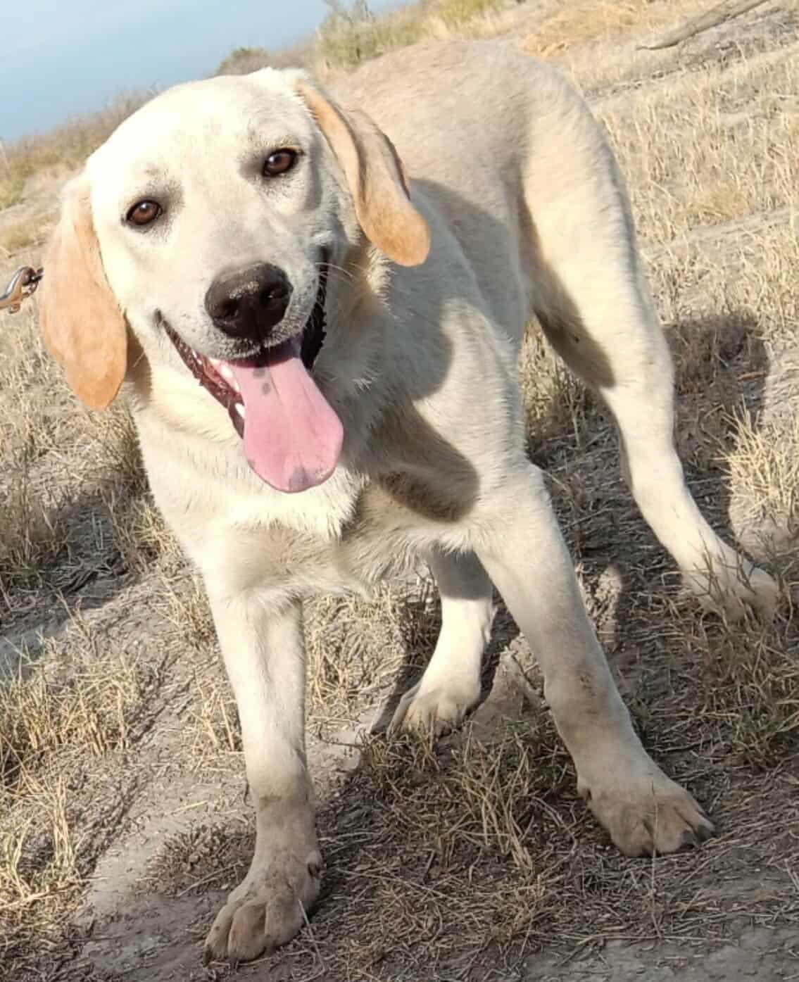 Nimbus, Adoptable, Young Male Labrador Retriever & Patterdale Terrier / Fell Terrier.