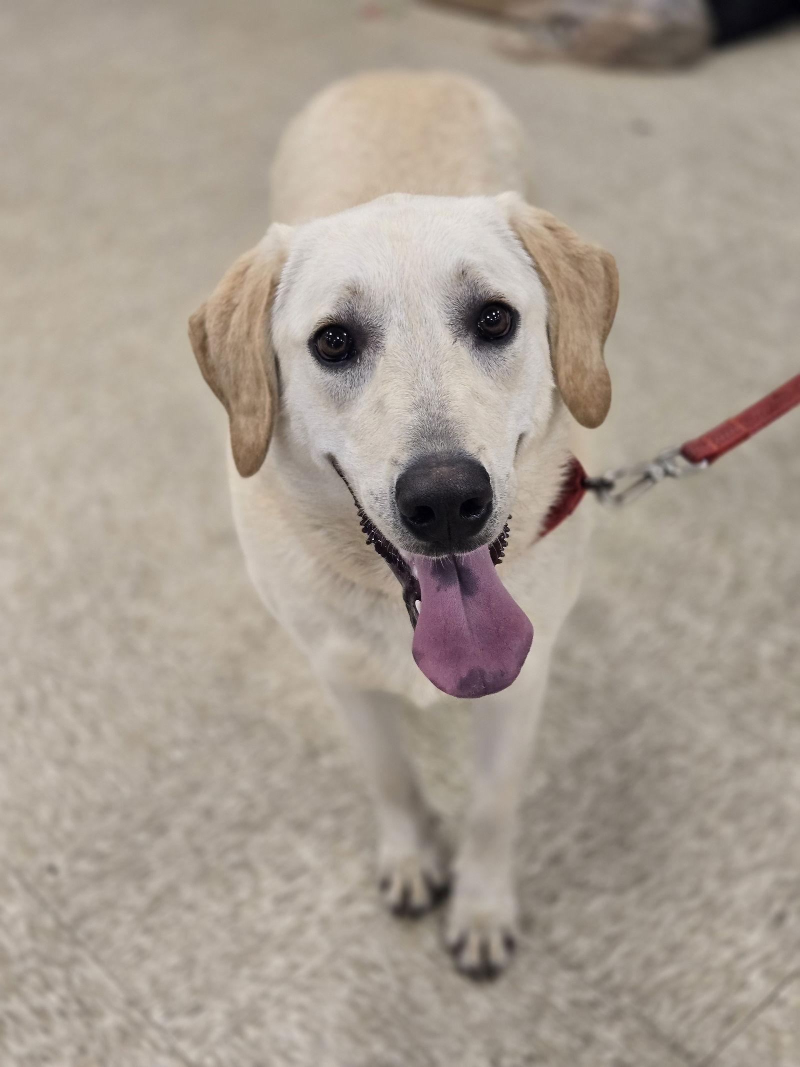 Enlarge Nimbus, a Adoptable mixed breed in Minneapolis, MN image 2/3