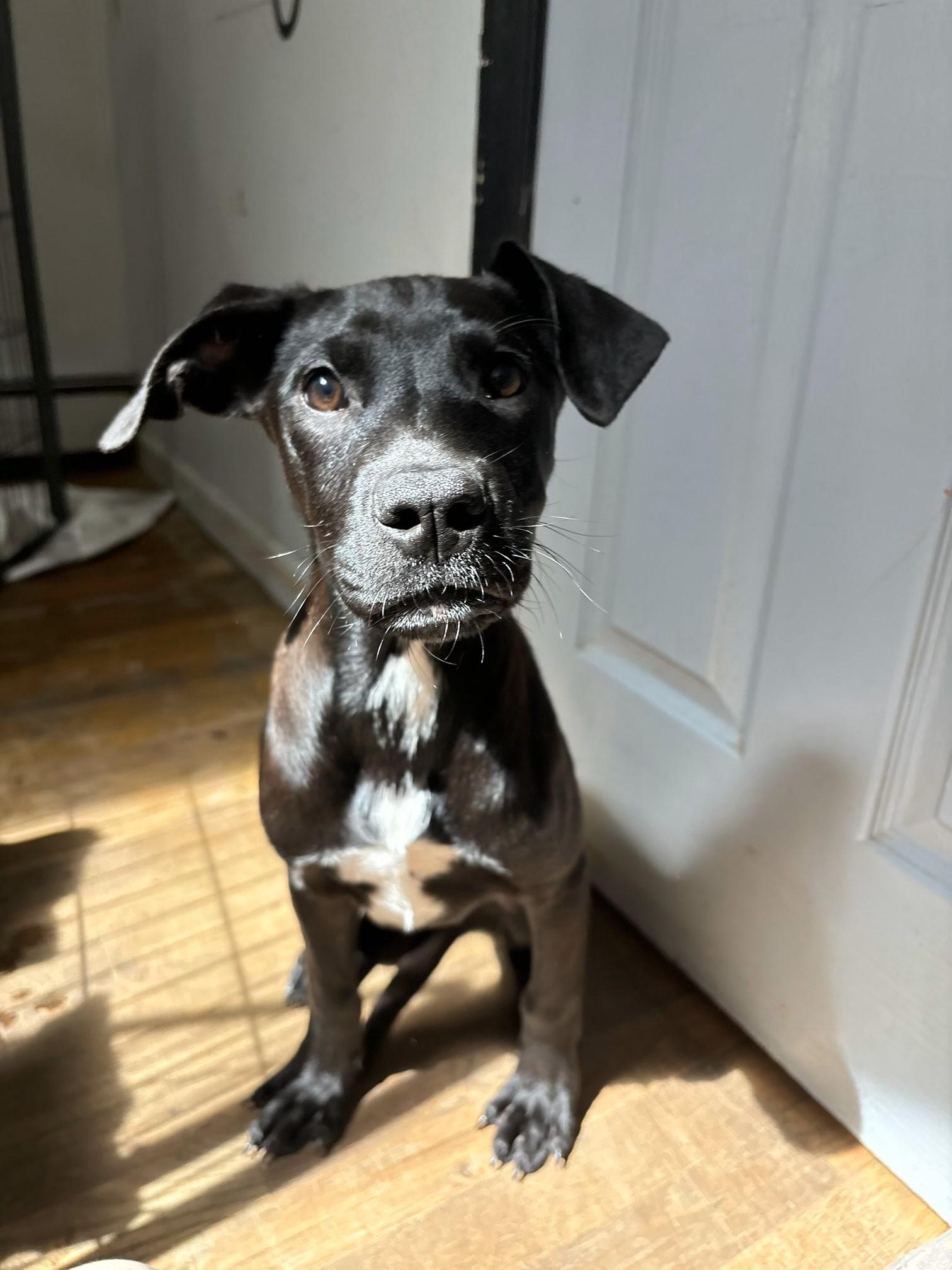Foxy - 8752, Young Female Black Labrador Retriever