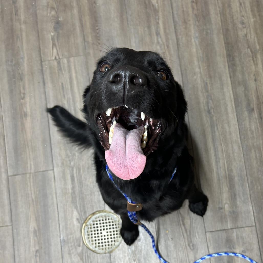 Sadie (FKA Sylvia), Adoptable, Adult Female Black Labrador Retriever.