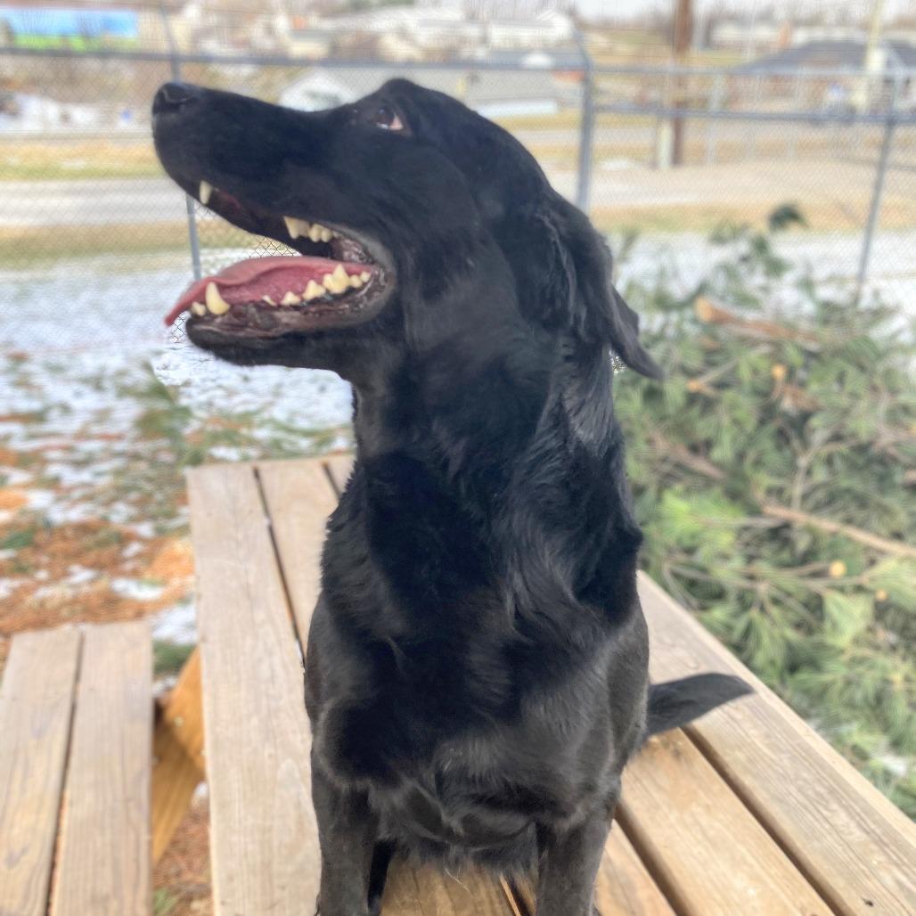 Enlarge Sadie (FKA Sylvia), a Adoptable Black Labrador Retriever in Danville, KY image 3/6