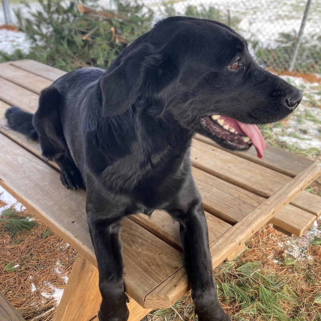 Enlarge Sadie (FKA Sylvia), a Adoptable Black Labrador Retriever in Danville, KY image 4/6