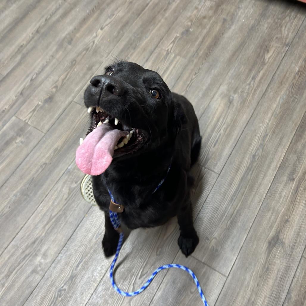 Enlarge Sadie (FKA Sylvia), a Adoptable Black Labrador Retriever in Danville, KY image 5/6