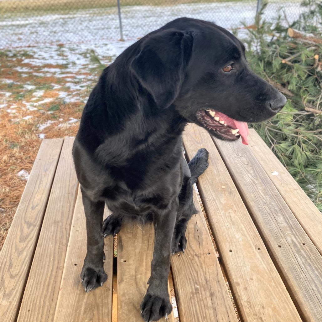 Enlarge Sadie (FKA Sylvia), a Adoptable Black Labrador Retriever in Danville, KY image 6/6