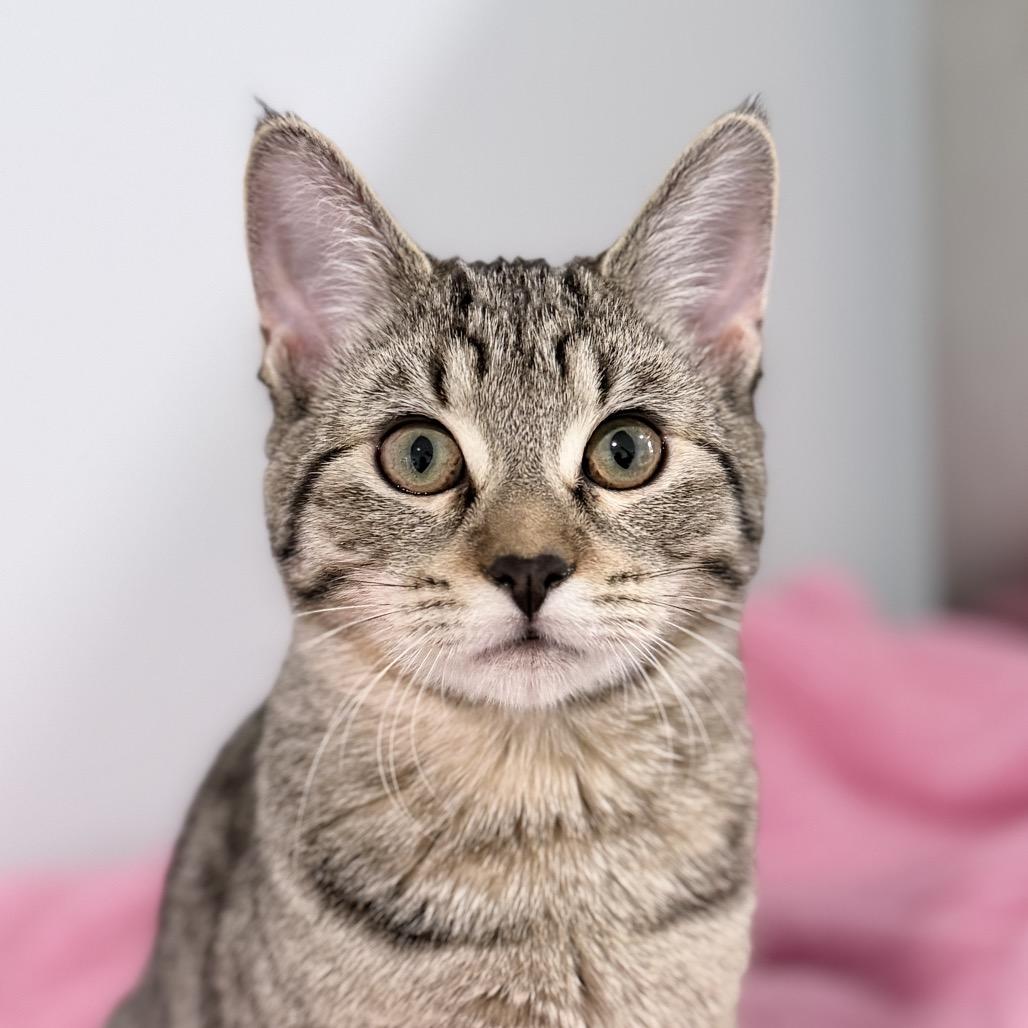 Hirdy, Adoptable, Young Female Domestic Short Hair.