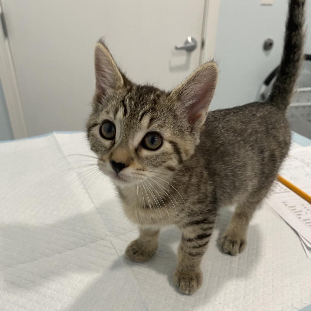 Hirdy, a Adoptable Domestic Short Hair in Milbank, SD image 2/3