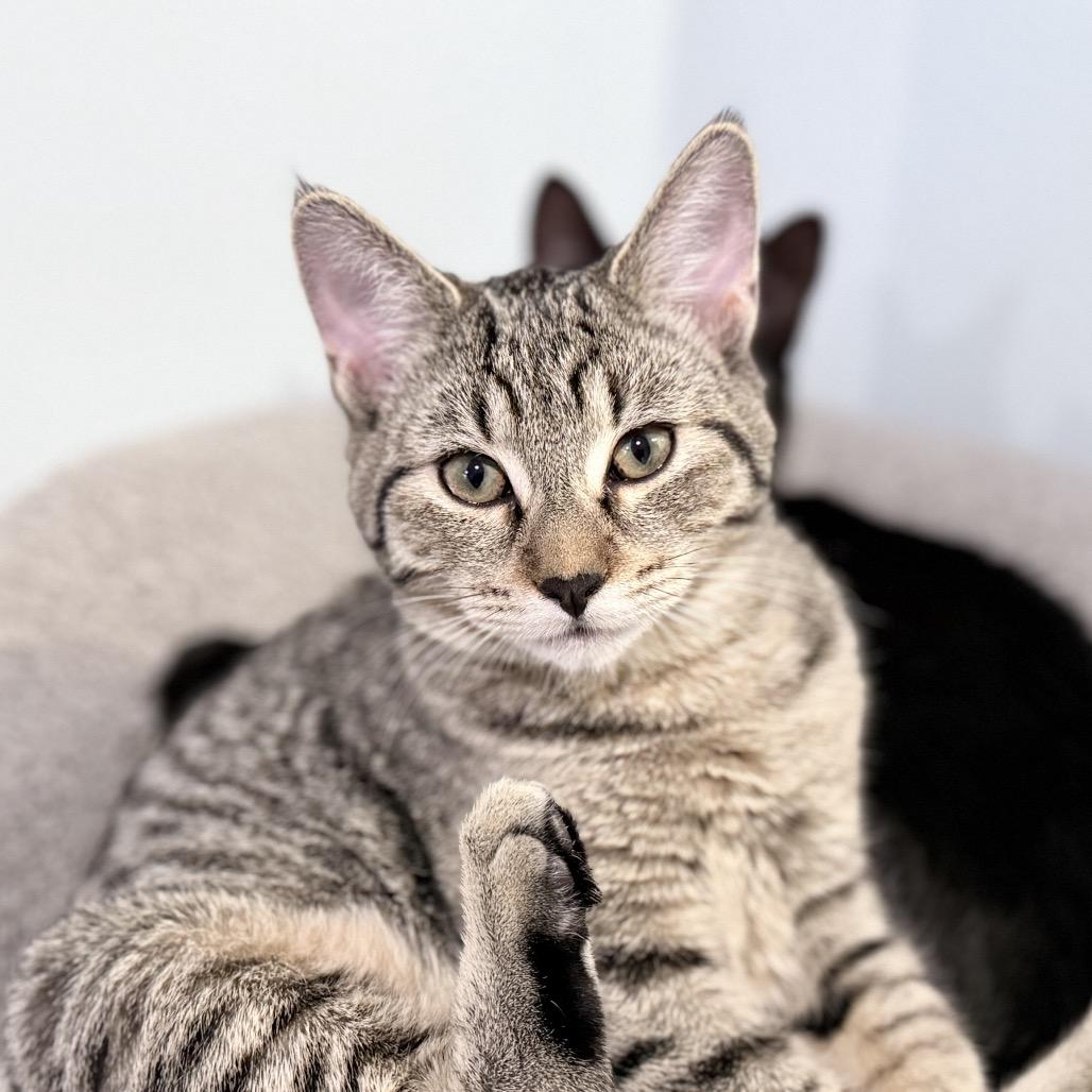 Hirdy, a Adoptable Domestic Short Hair in Milbank, SD image 3/3