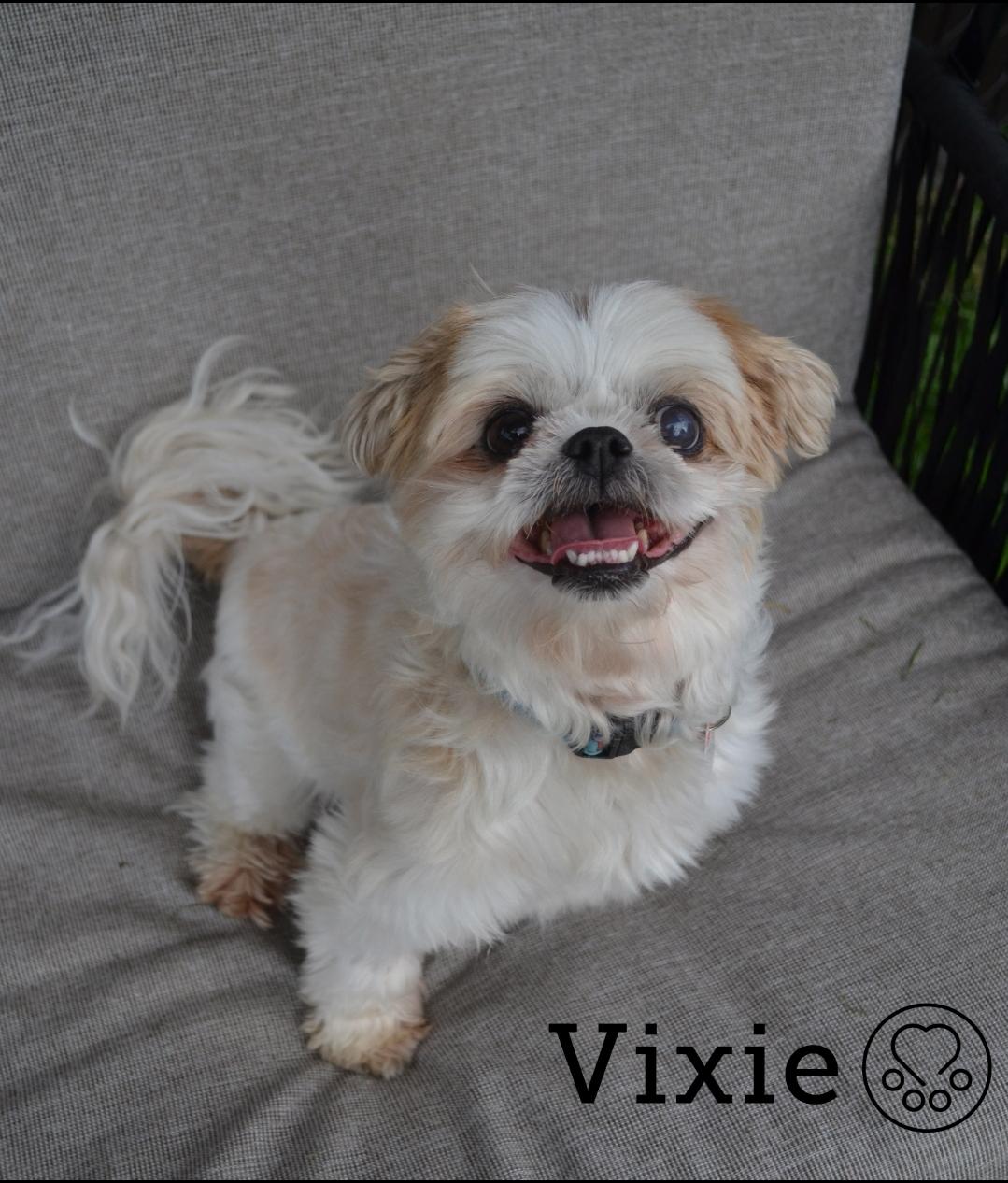Vixie, ADOPTABLE, Senior Female Shih Tzu.
