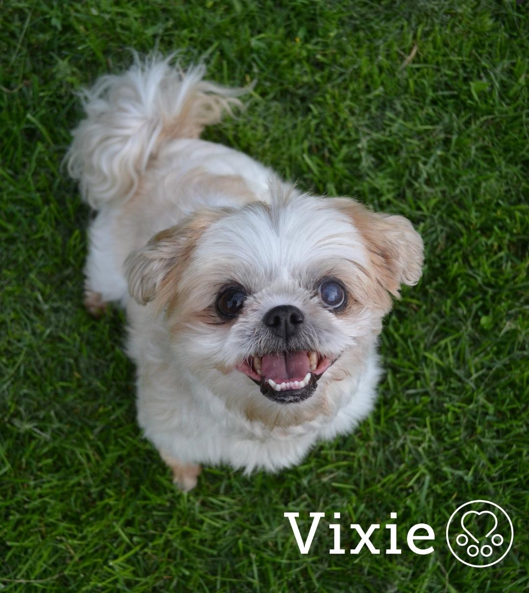 Vixie, a ADOPTABLE Shih Tzu in Anjou, QC image 2/2
