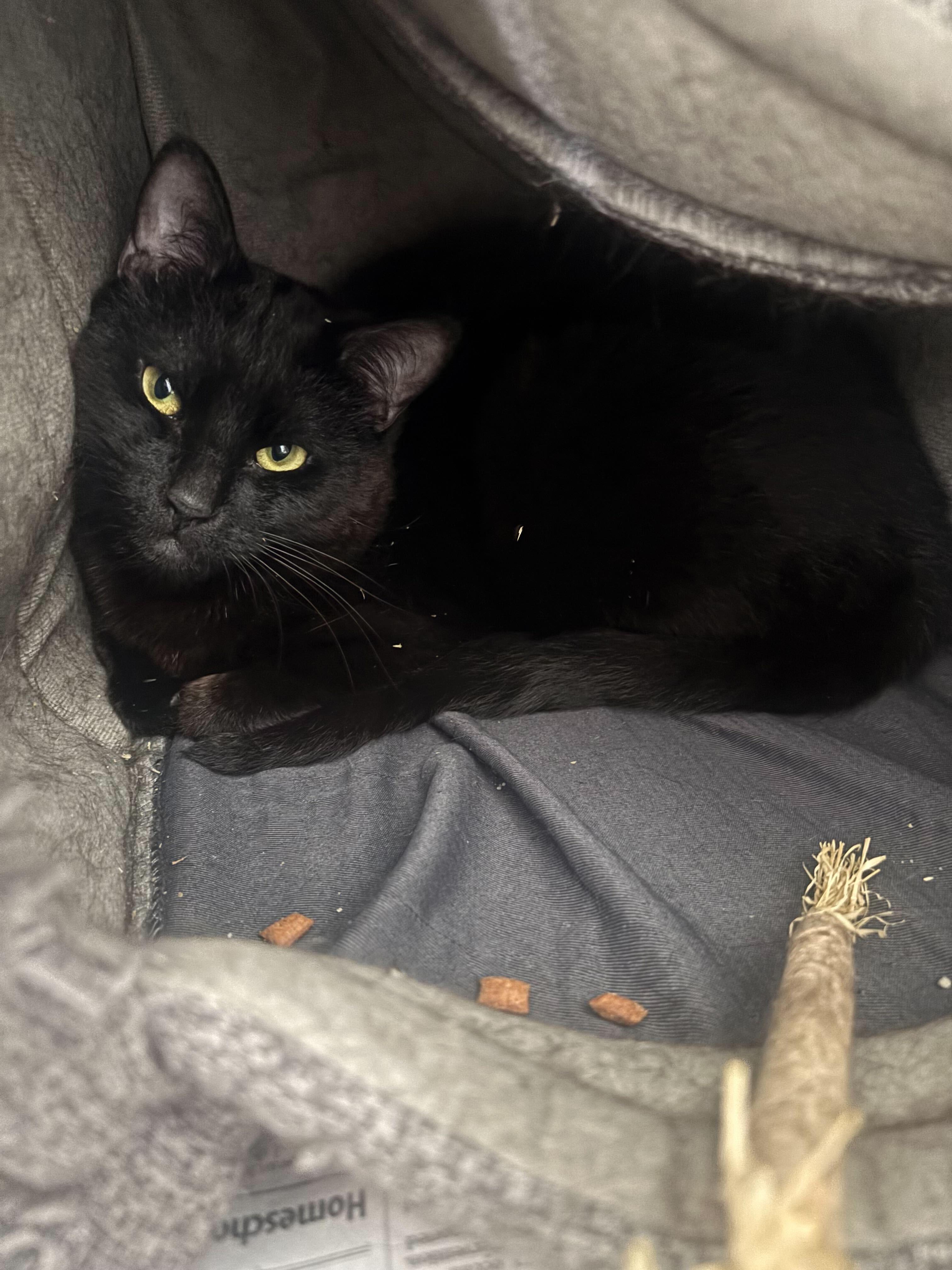 Naco Fry- looking for a cat friend, ADOPTABLE, Adult Male Domestic Short Hair.