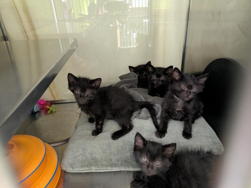 Range, Adoptable, Kitten Male Domestic Short Hair.