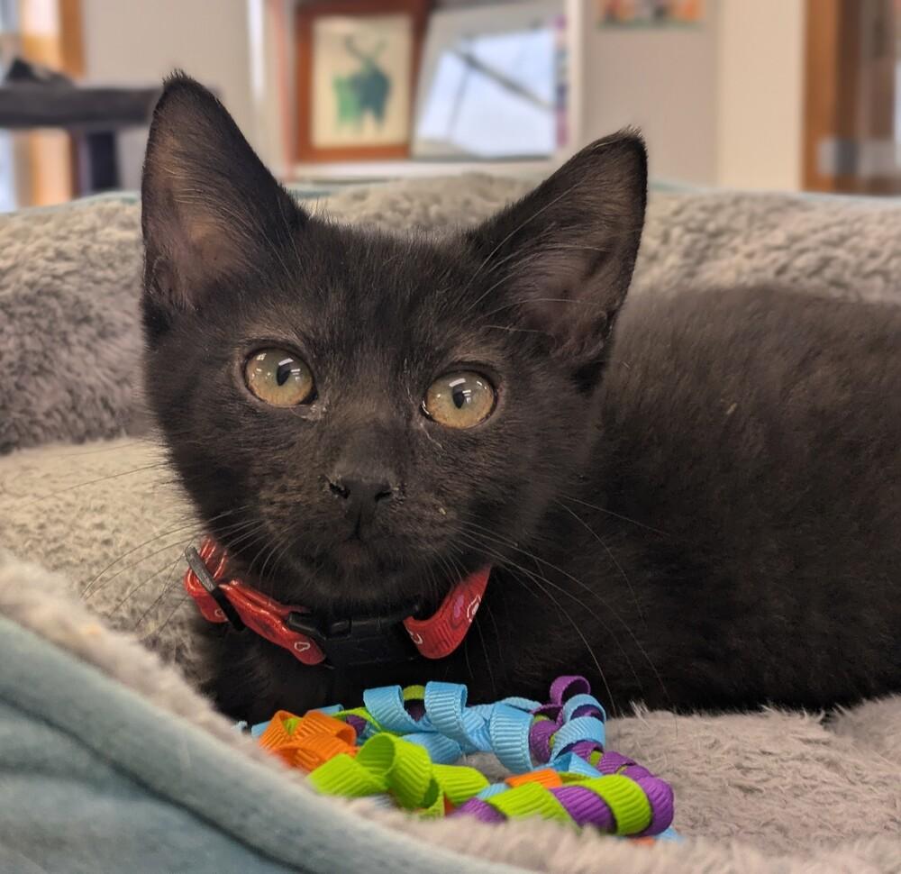 Range, a Adoptable mixed breed in Papillion, NE image 2/2