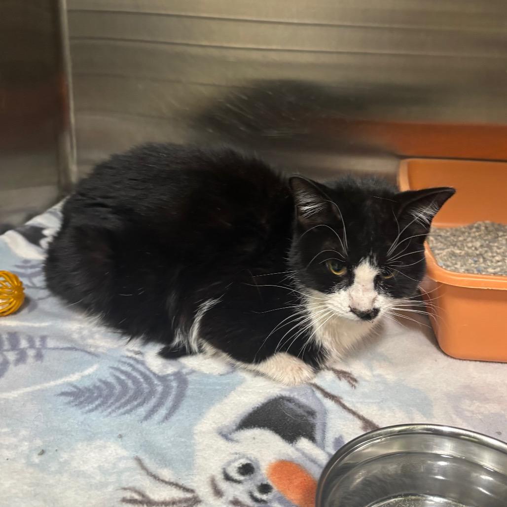 Enlarge Frosty, a Adoptable Domestic Short Hair in Brookfield, MO image 1/1