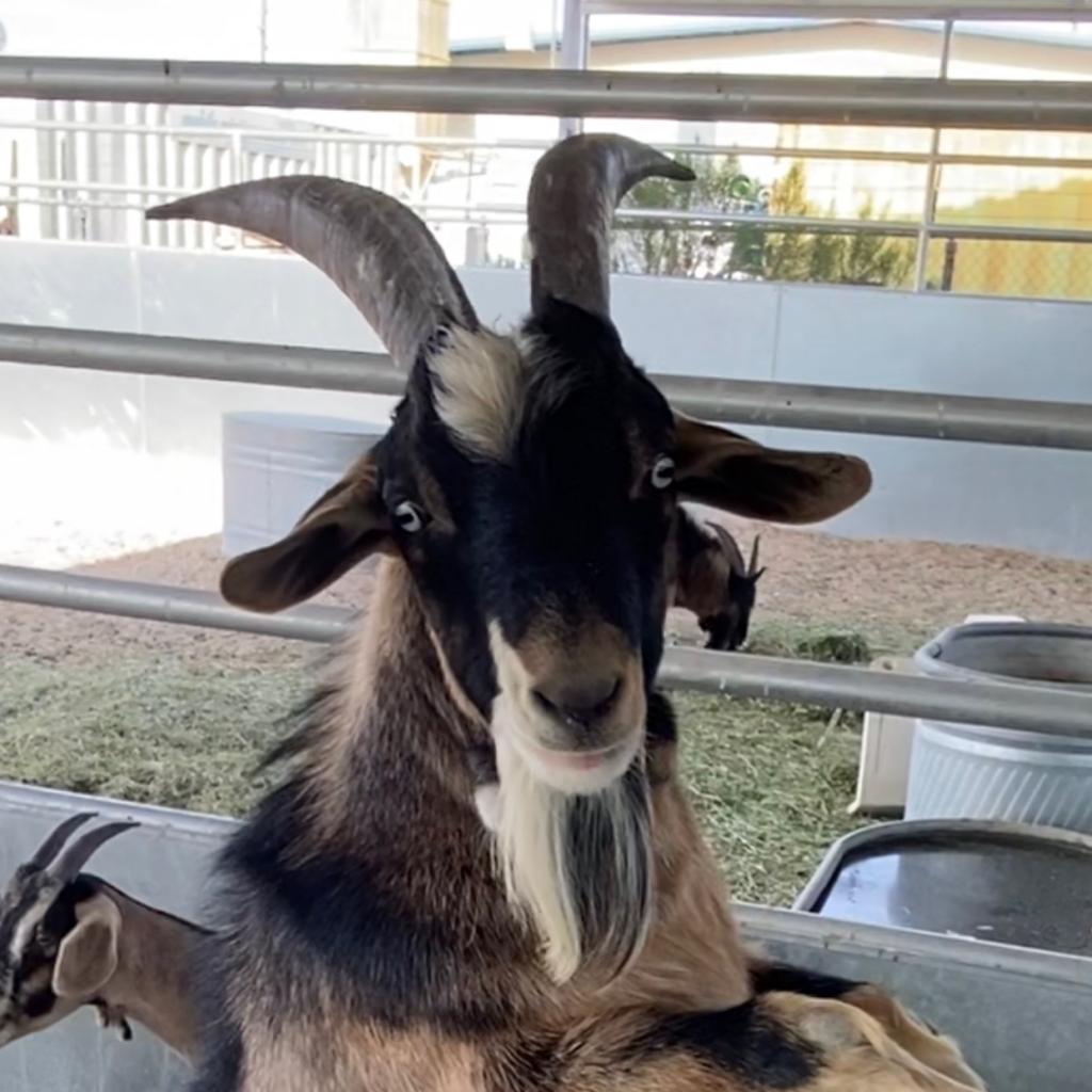 Enlarge Whitaker, a Adoptable Goat in Las Vegas, NV image 1/1