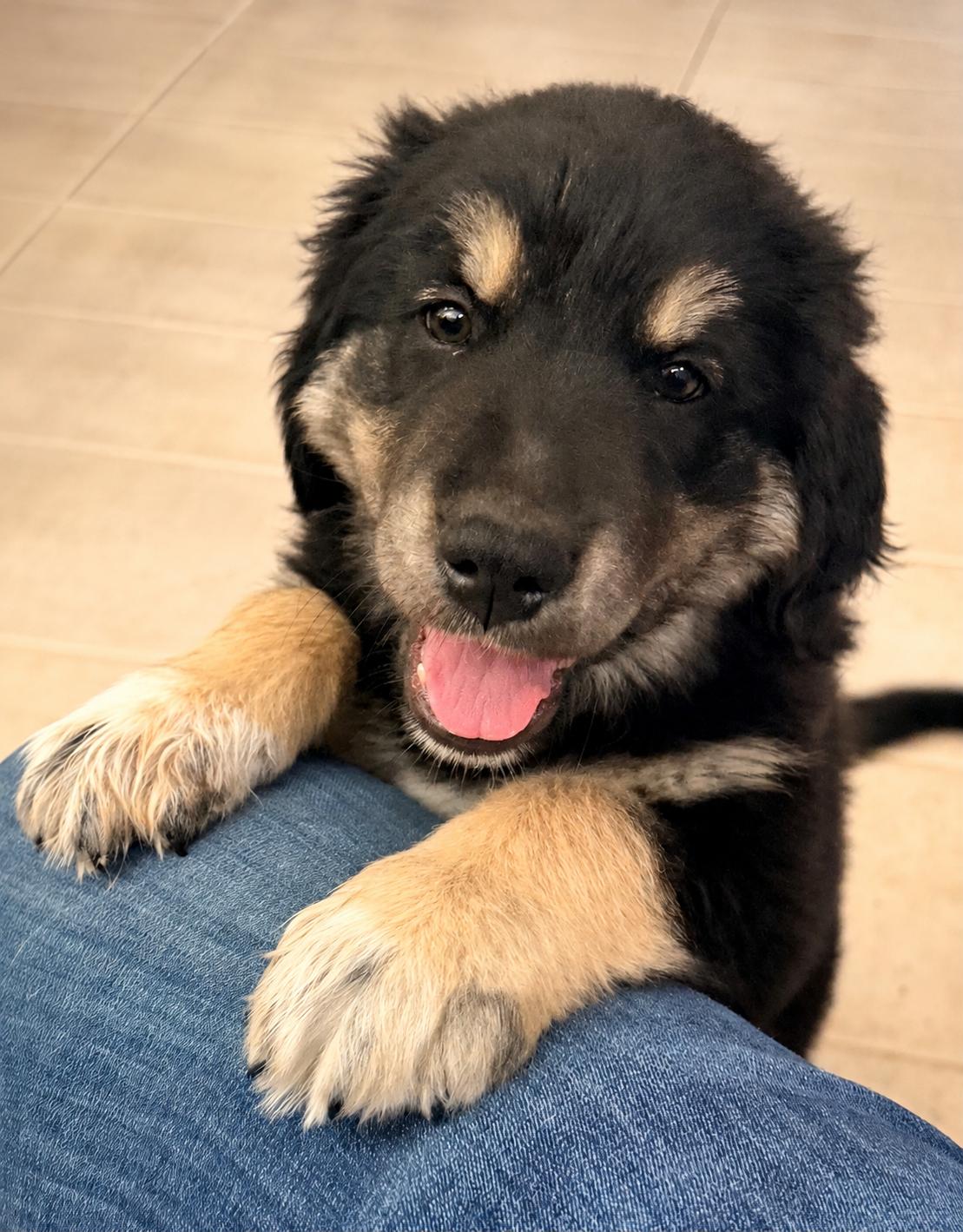 Enlarge Olive, a ADOPTABLE mixed breed in Cerritos, CA image 2/2