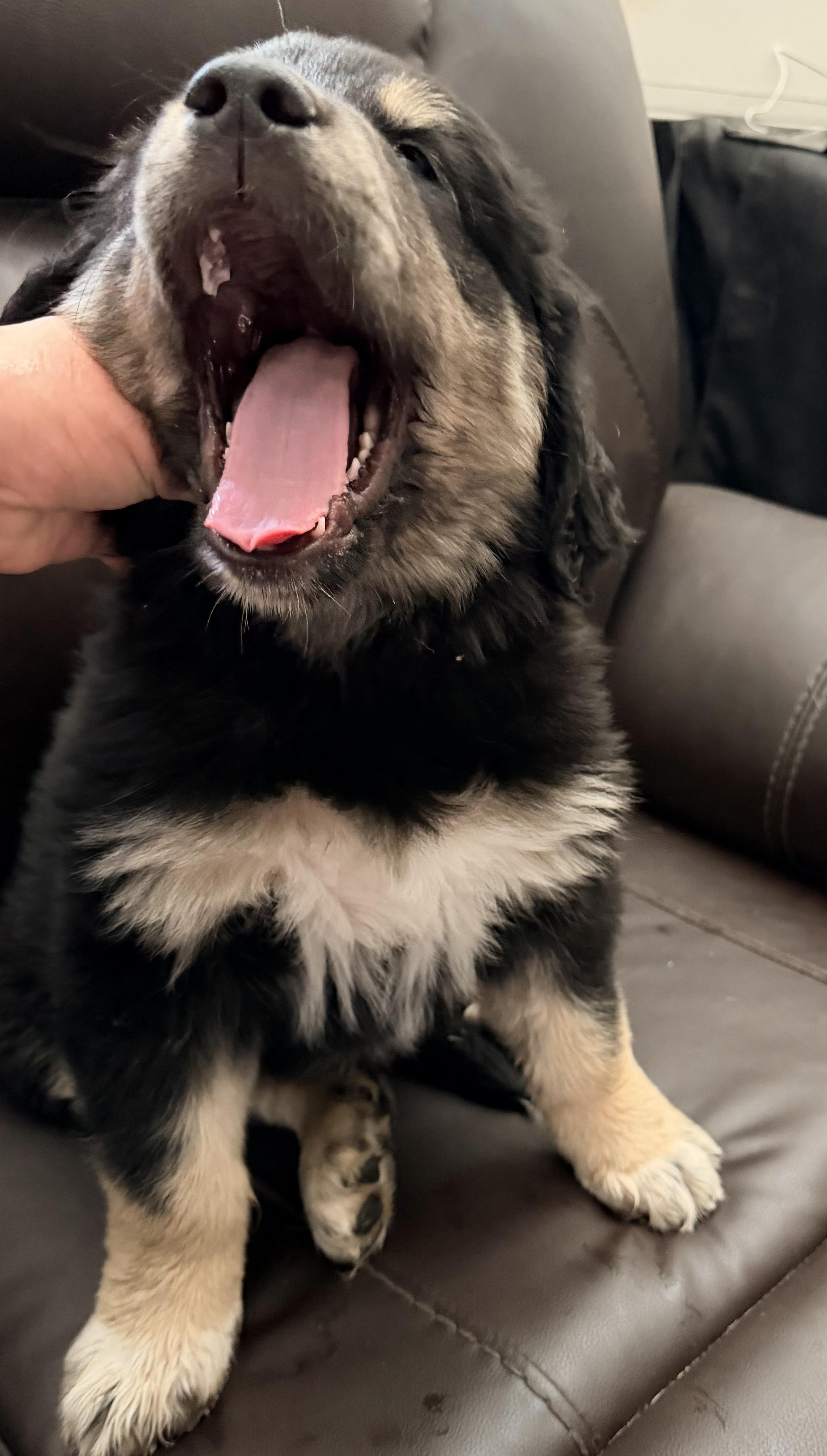 Enlarge Olive, a ADOPTABLE mixed breed in Cerritos, CA image 1/2