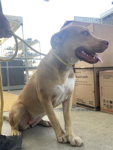 Sparkle - URGENT! OUT OF TIME!, a Adoptable mixed breed in Thousand Oaks, CA image 1/3