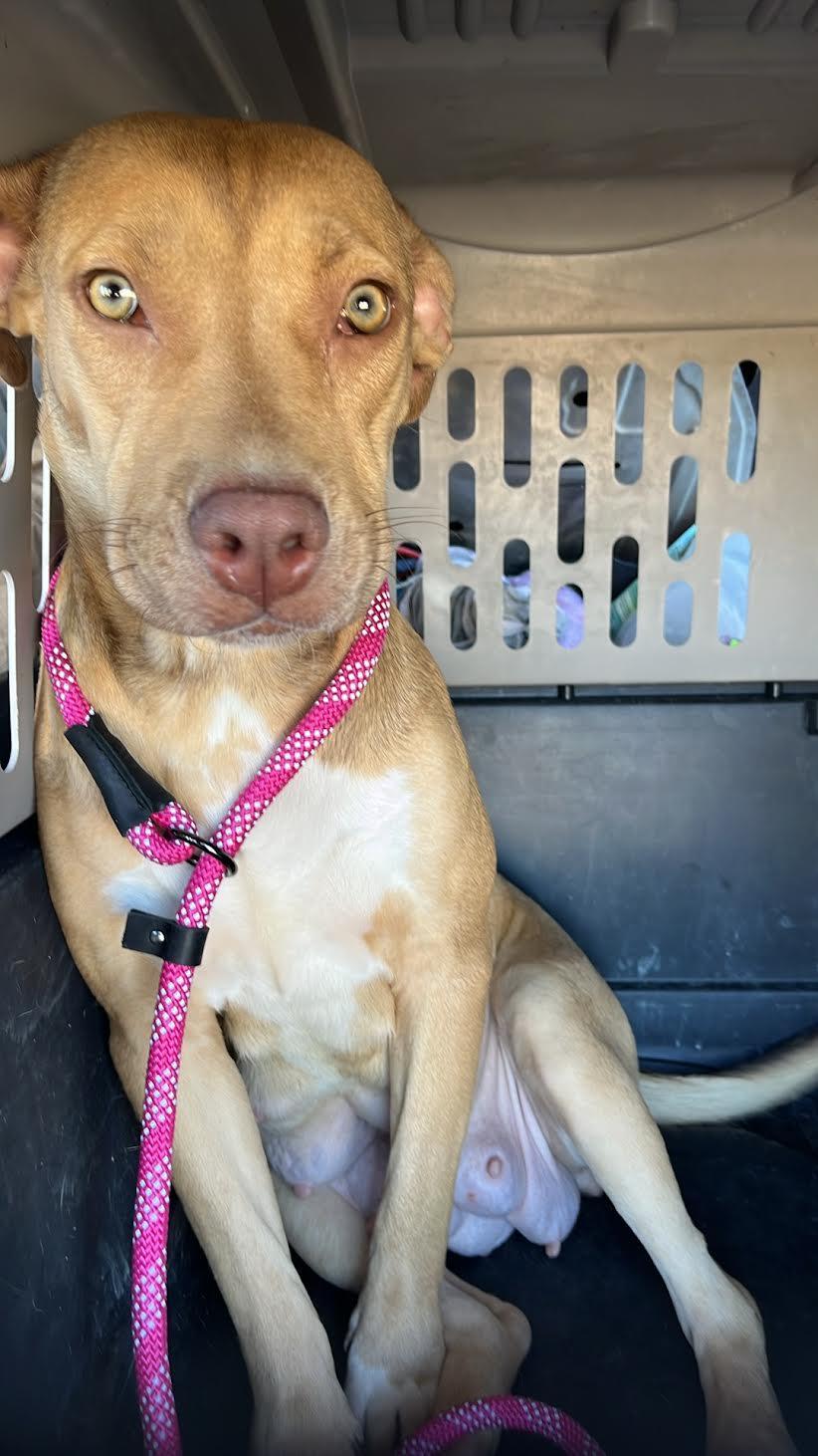 Sparkle - URGENT! OUT OF TIME!, a Adoptable mixed breed in Thousand Oaks, CA image 2/3