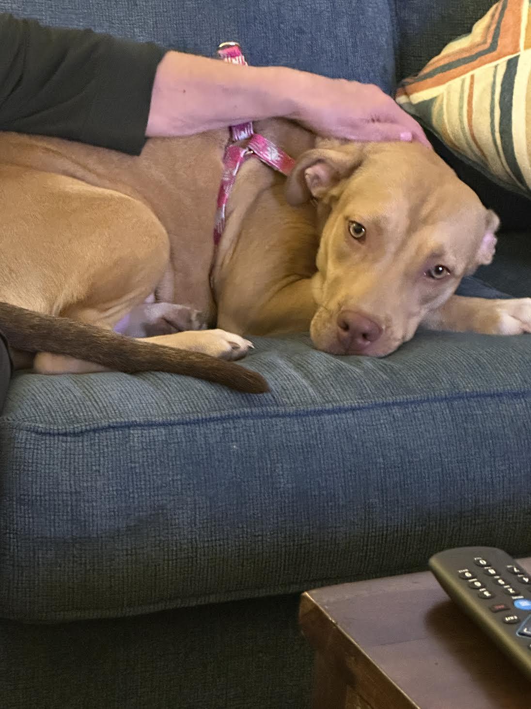 Sparkle - URGENT! OUT OF TIME!, a Adoptable mixed breed in Thousand Oaks, CA image 3/3